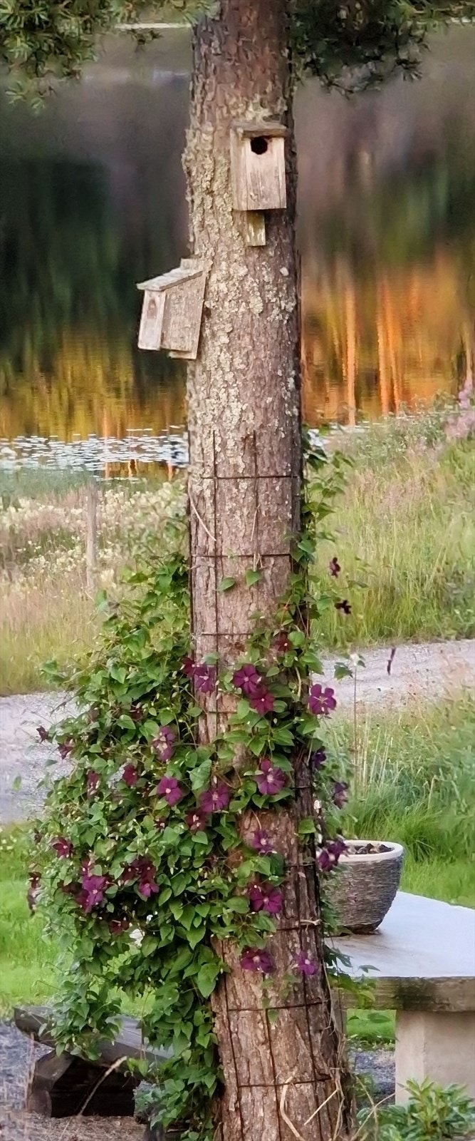 Stemningsbilde fra hagen Galleribilde