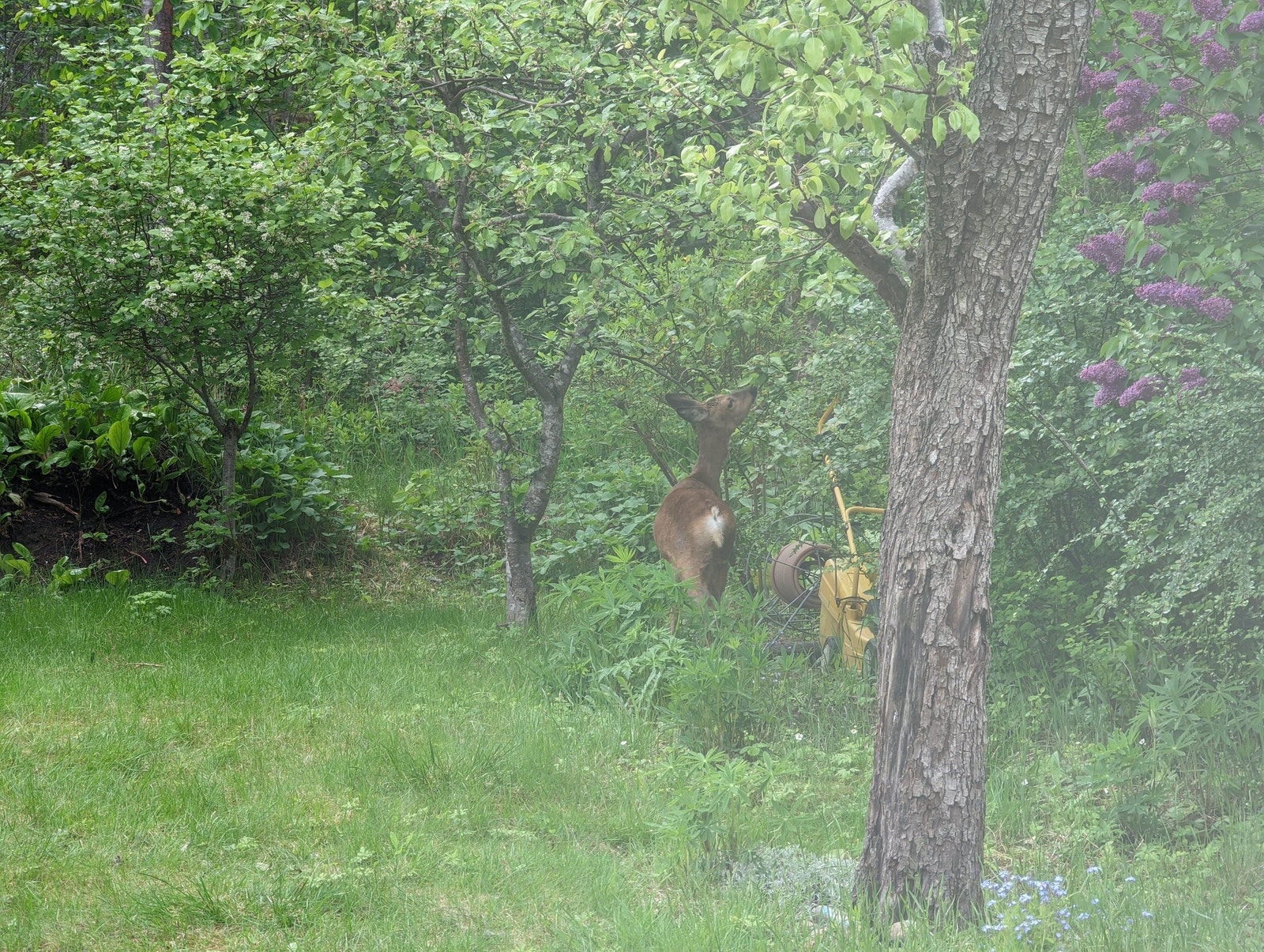 Bambi på besøk Galleribilde