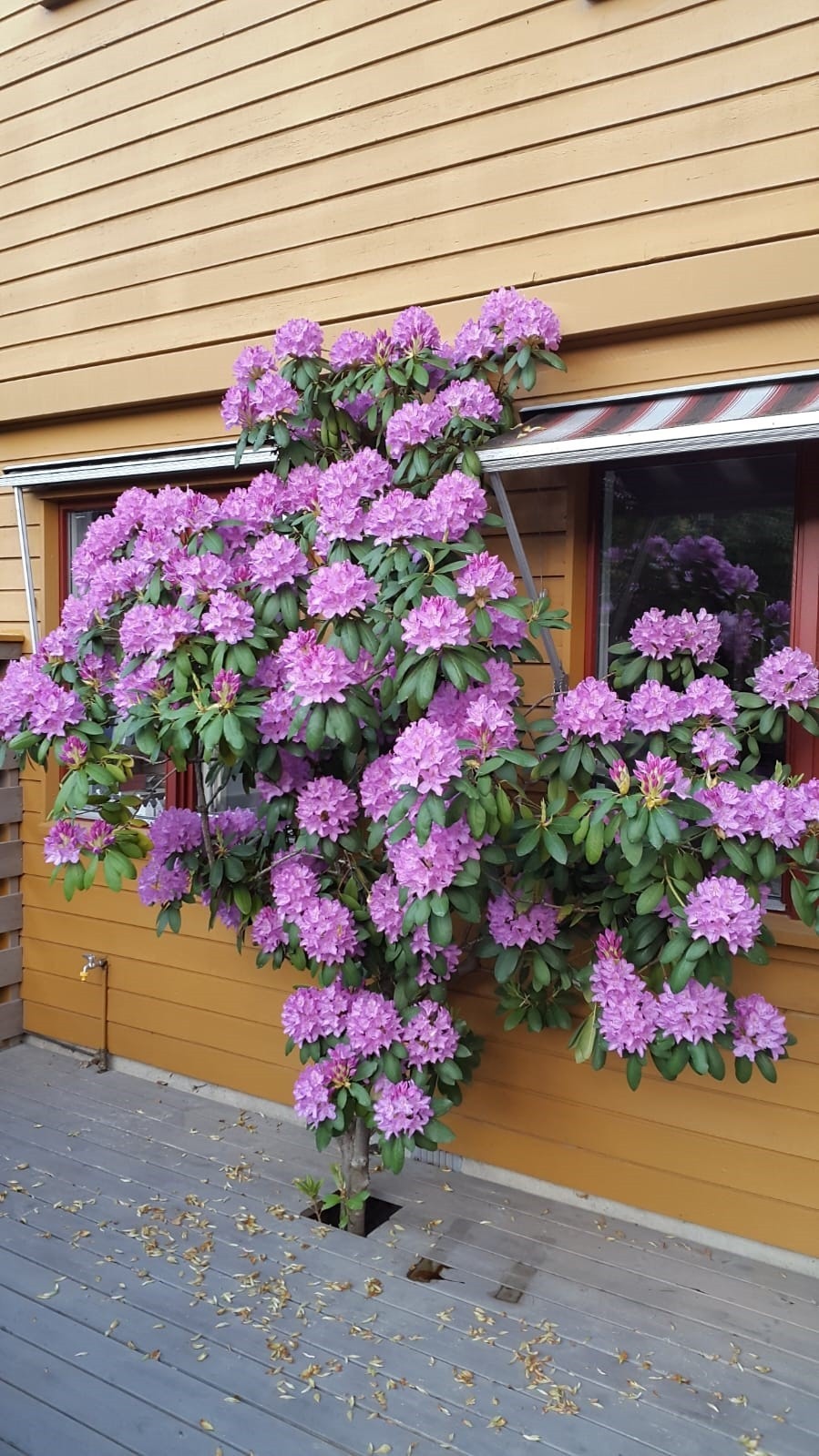 Sesongbilde - Rhododendron i full blomst - (markiser er nå demontert og følger ikke) Galleribilde