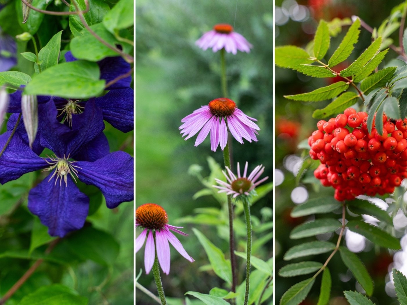 Hagen er en idyll med mange forskjellige blomster og planter. Galleribilde