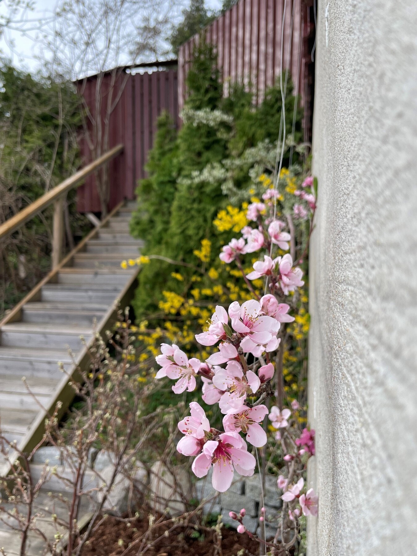 Ferskentreet i hagen i blomst. 11.04.25. (Privat bilde). Galleribilde