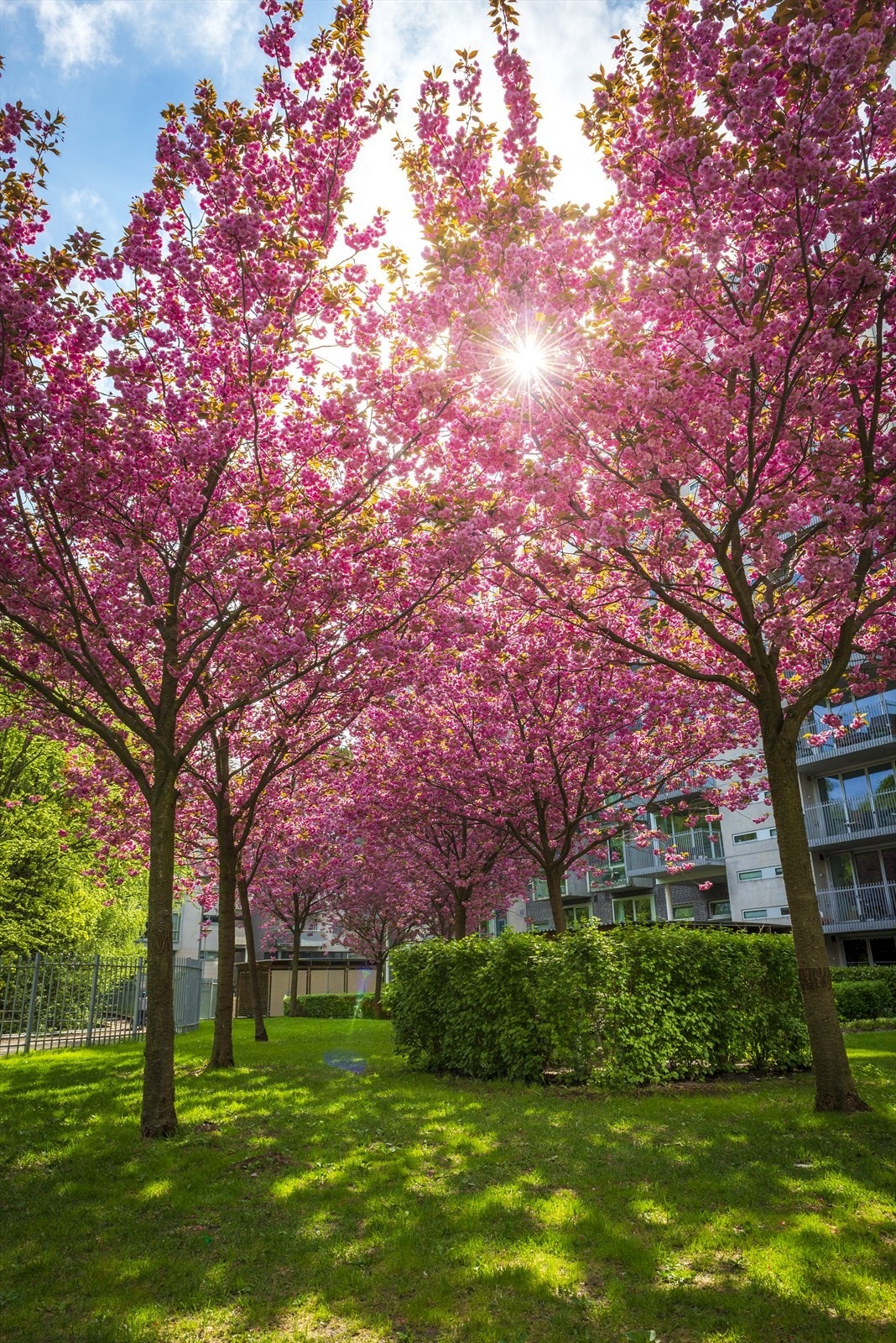 Japanske kirsebærtrær understreker de flotte omgivelsene Waldemars Hage har å by på. Galleribilde