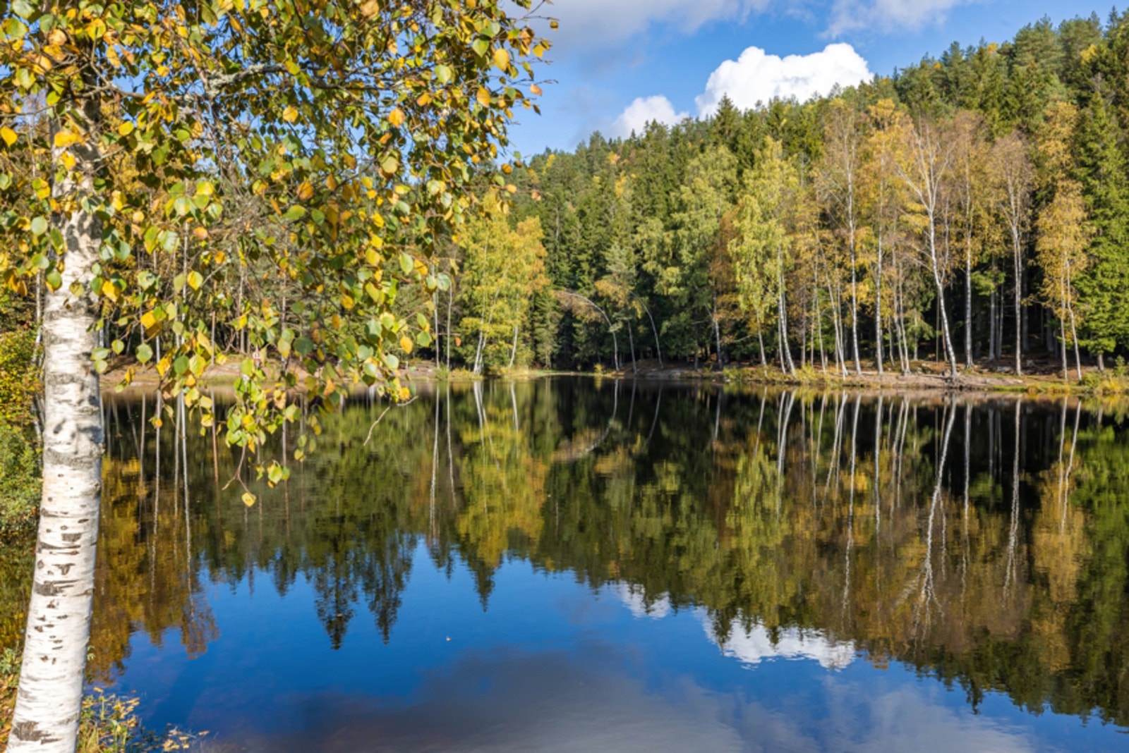 Isdammen! Galleribilde