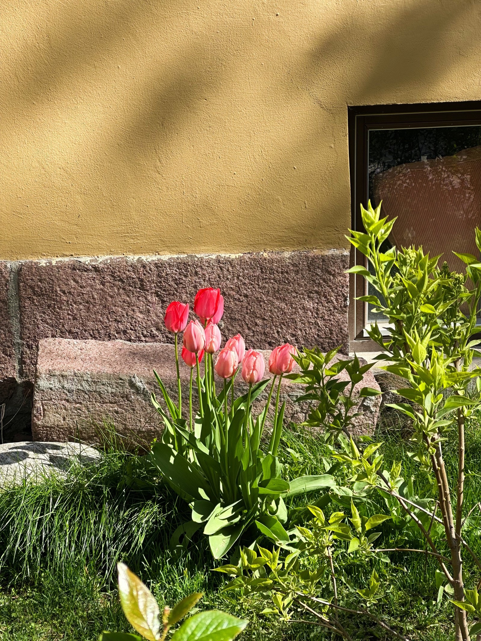 Rett utenfor blomstrer det frodig og grønt. Galleribilde