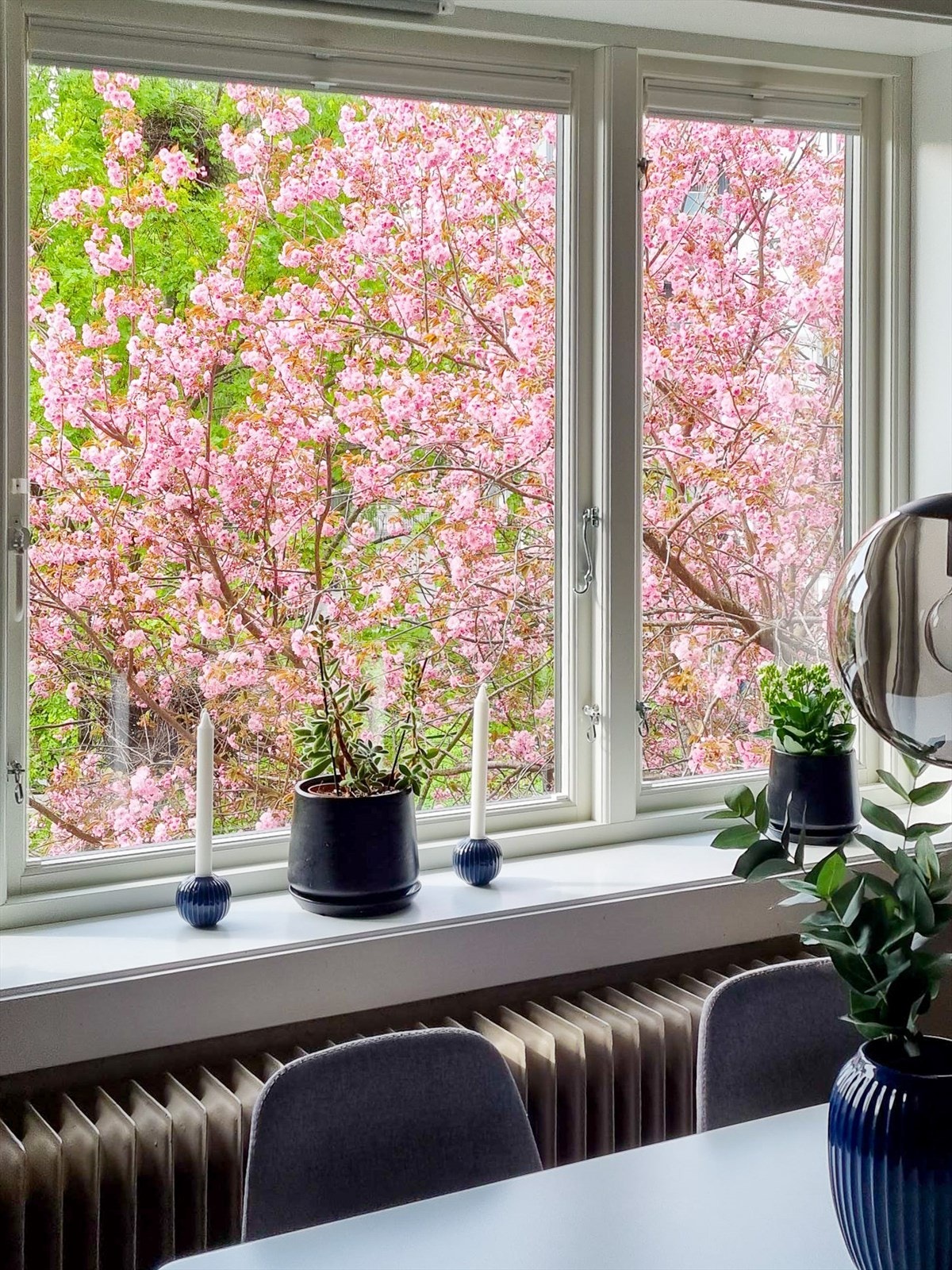 Om våren blomstrer dette flotte treet utenfor vinduet Galleribilde