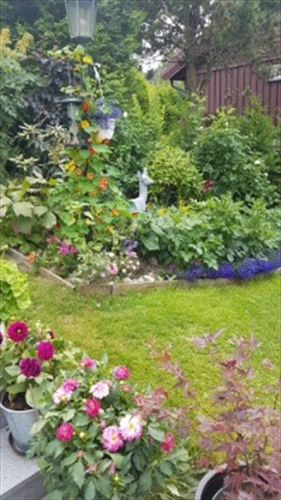 Fra hagen sommerstid, bilde tatt av eier. Galleribilde