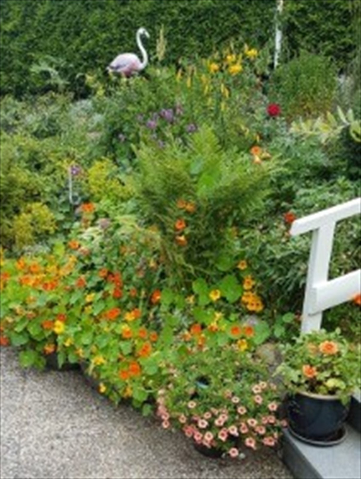 Fra hagen sommerstid, bilde tatt av eier. Galleribilde