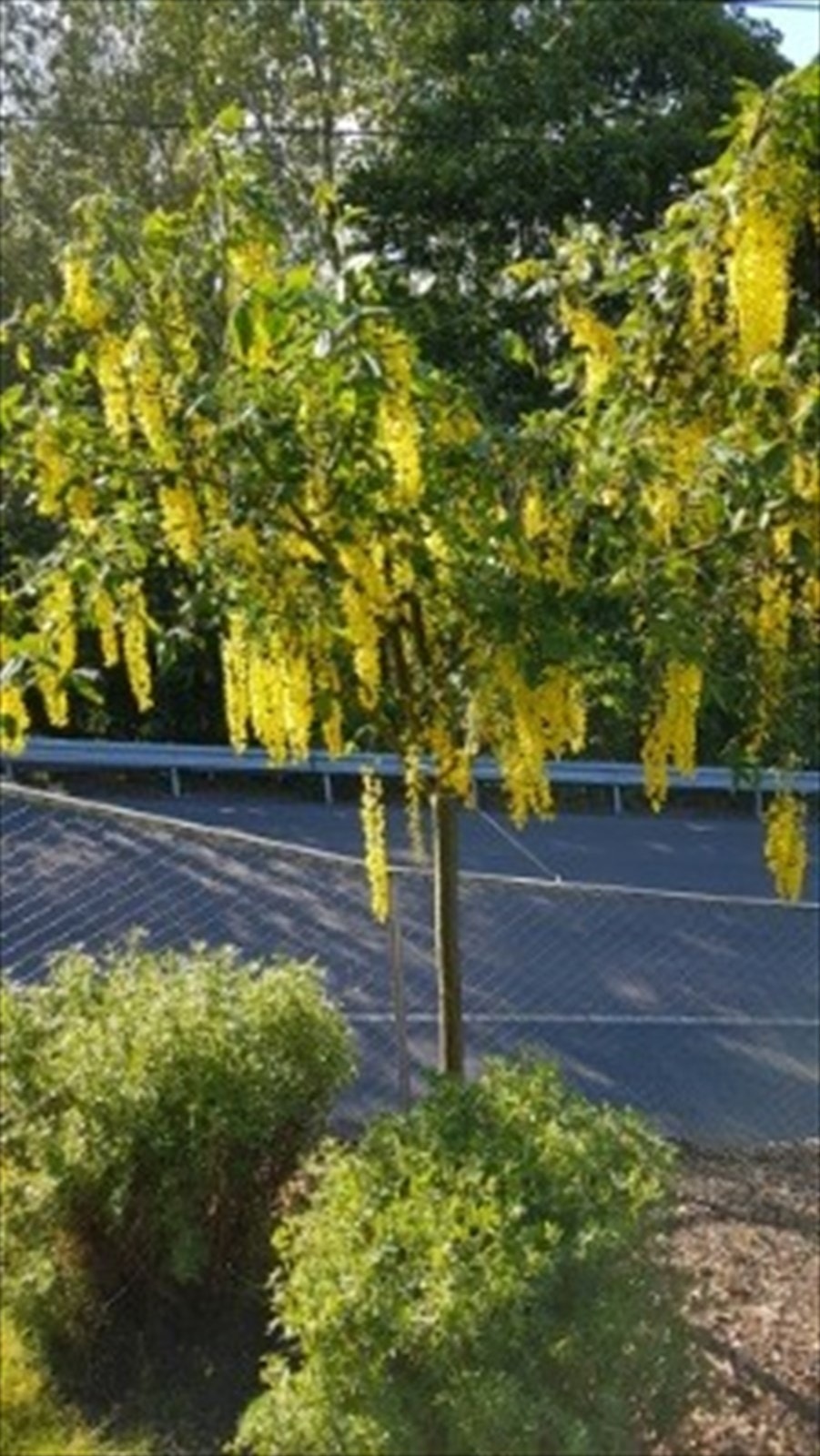 Fra hagen sommerstid, bilde tatt av eier. Galleribilde