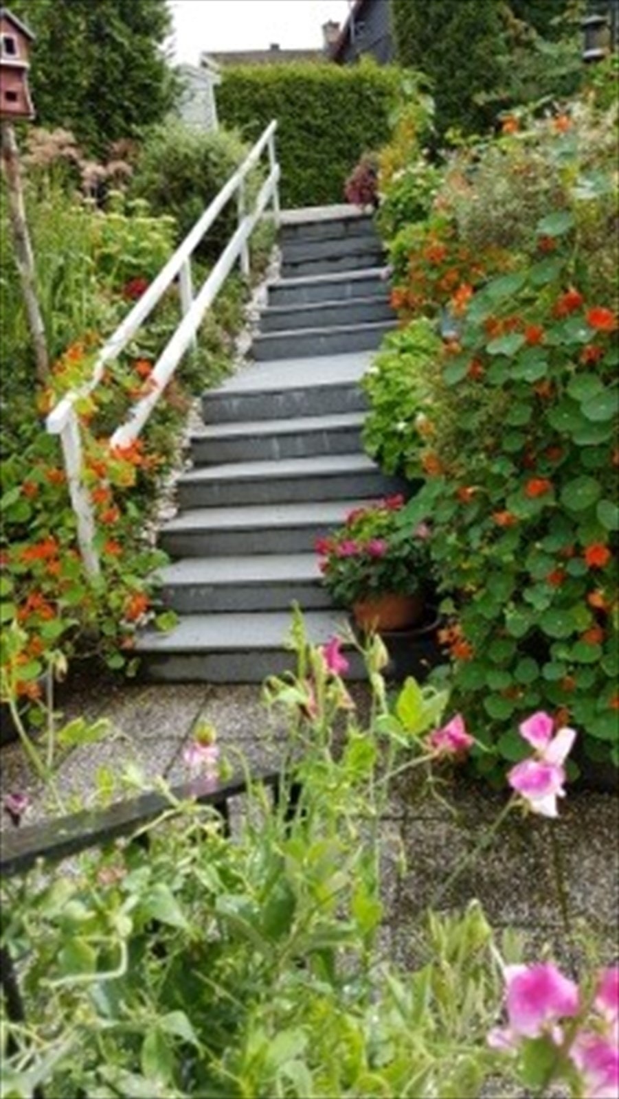 Fra hagen sommerstid, bilde tatt av eier. Galleribilde