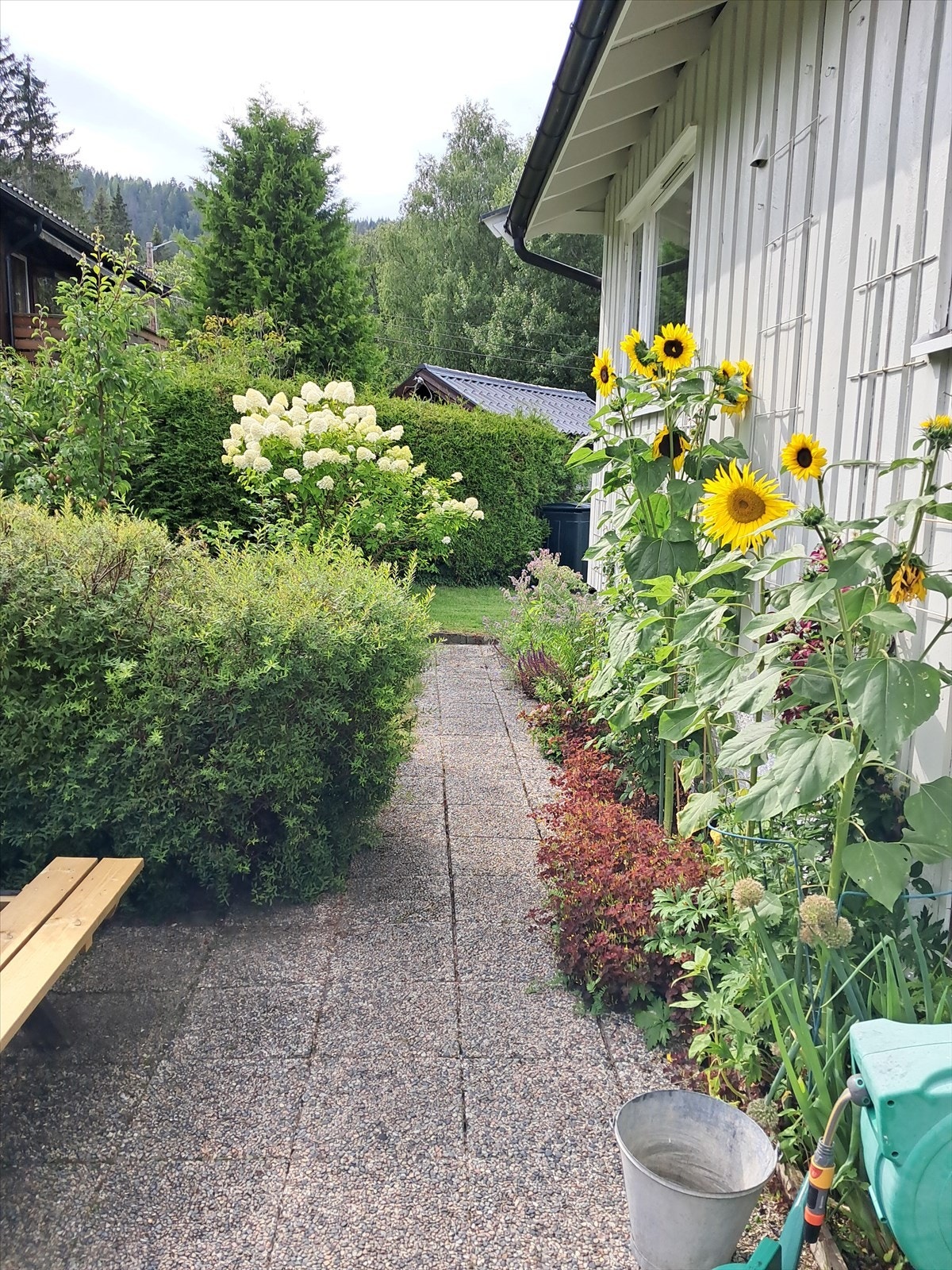 Fra hagen sommerstid, bilde tatt av eier. Galleribilde