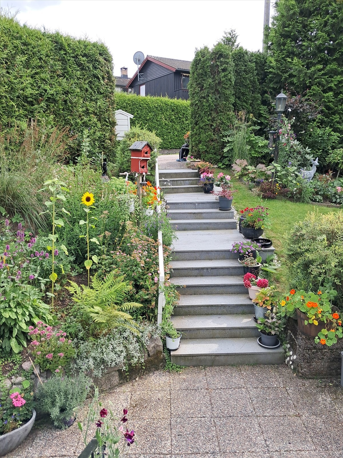 Fra hagen sommerstid, bilde tatt av eier. Galleribilde