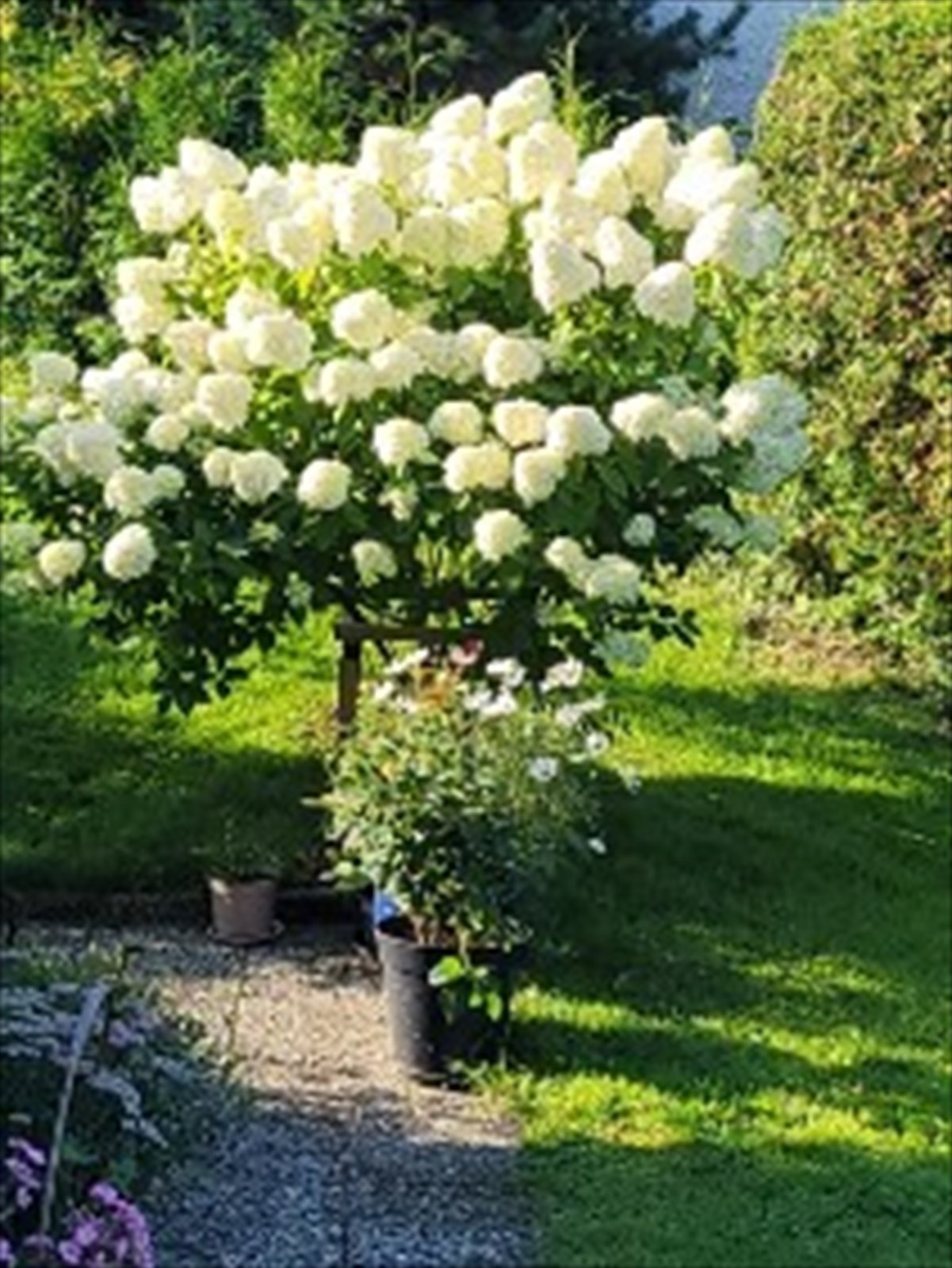 Fra hagen sommerstid, bilde tatt av eier. Galleribilde