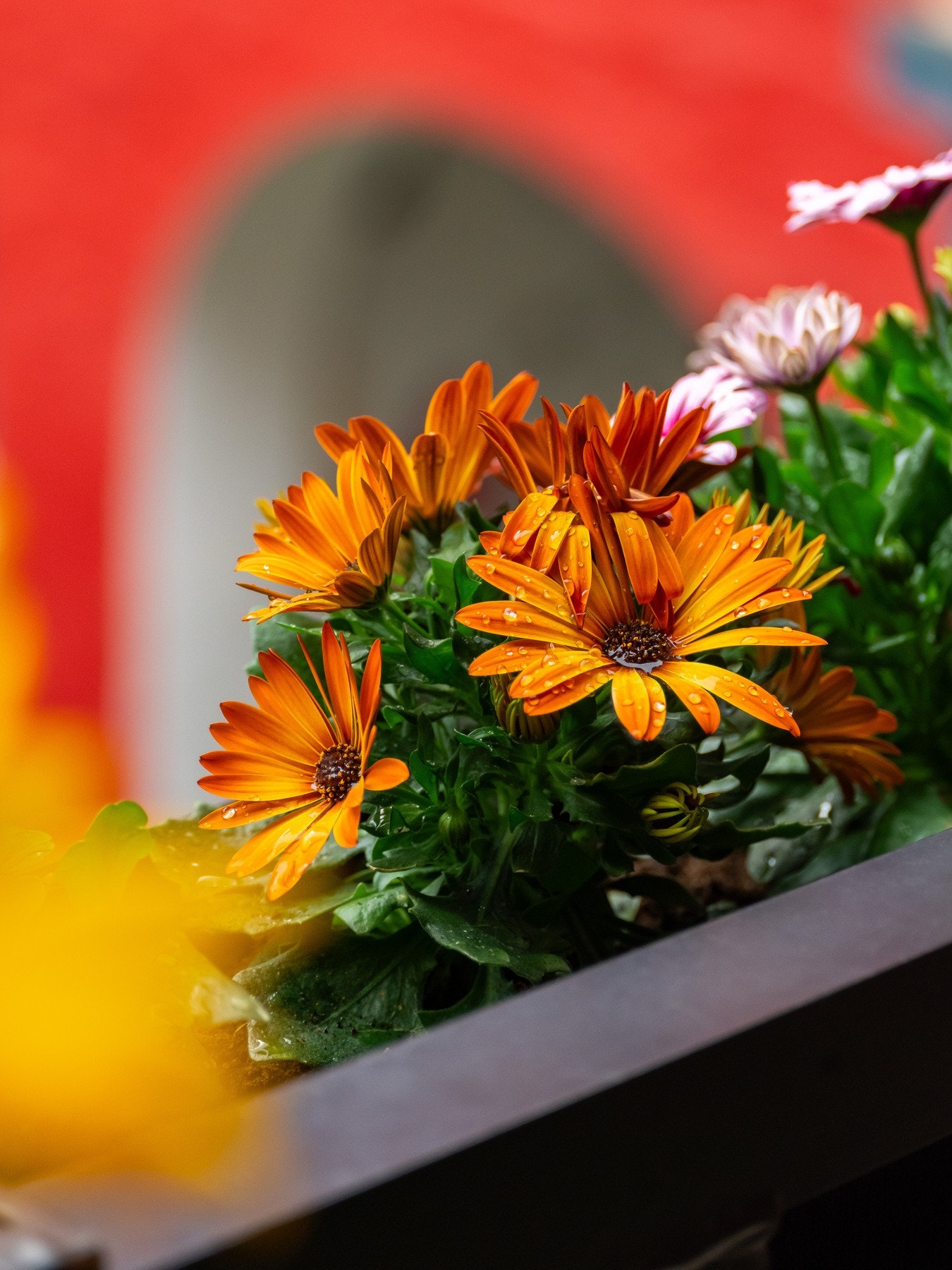 Ettersom balkongen er sørvestvendt er det mengder av sollys, som også planter og blomster setter pris på. Galleribilde