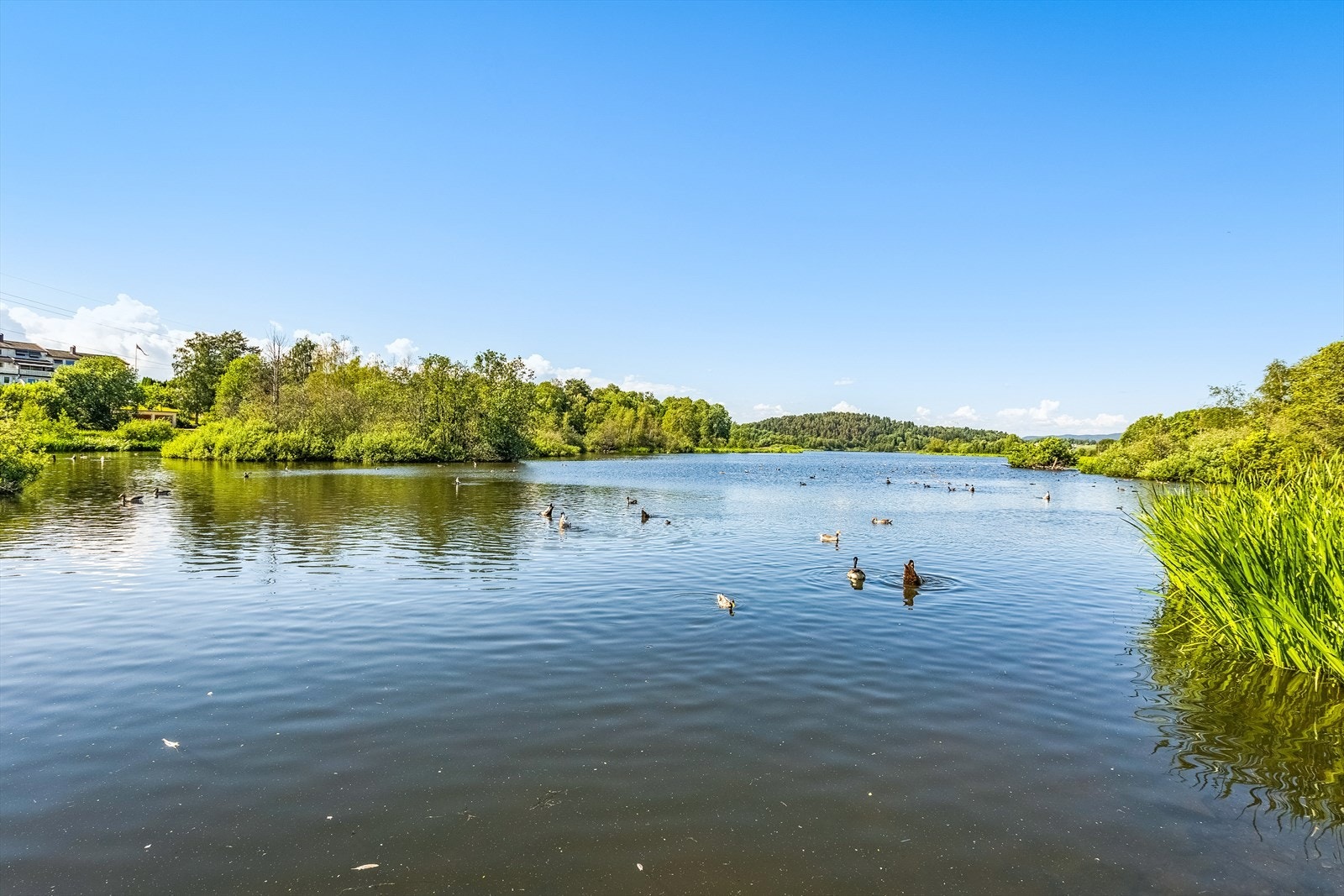 Østensjøvannet naturreservat - et idyllisk område med rikt biologisk mangfold og flotte turmuligheter. Galleribilde
