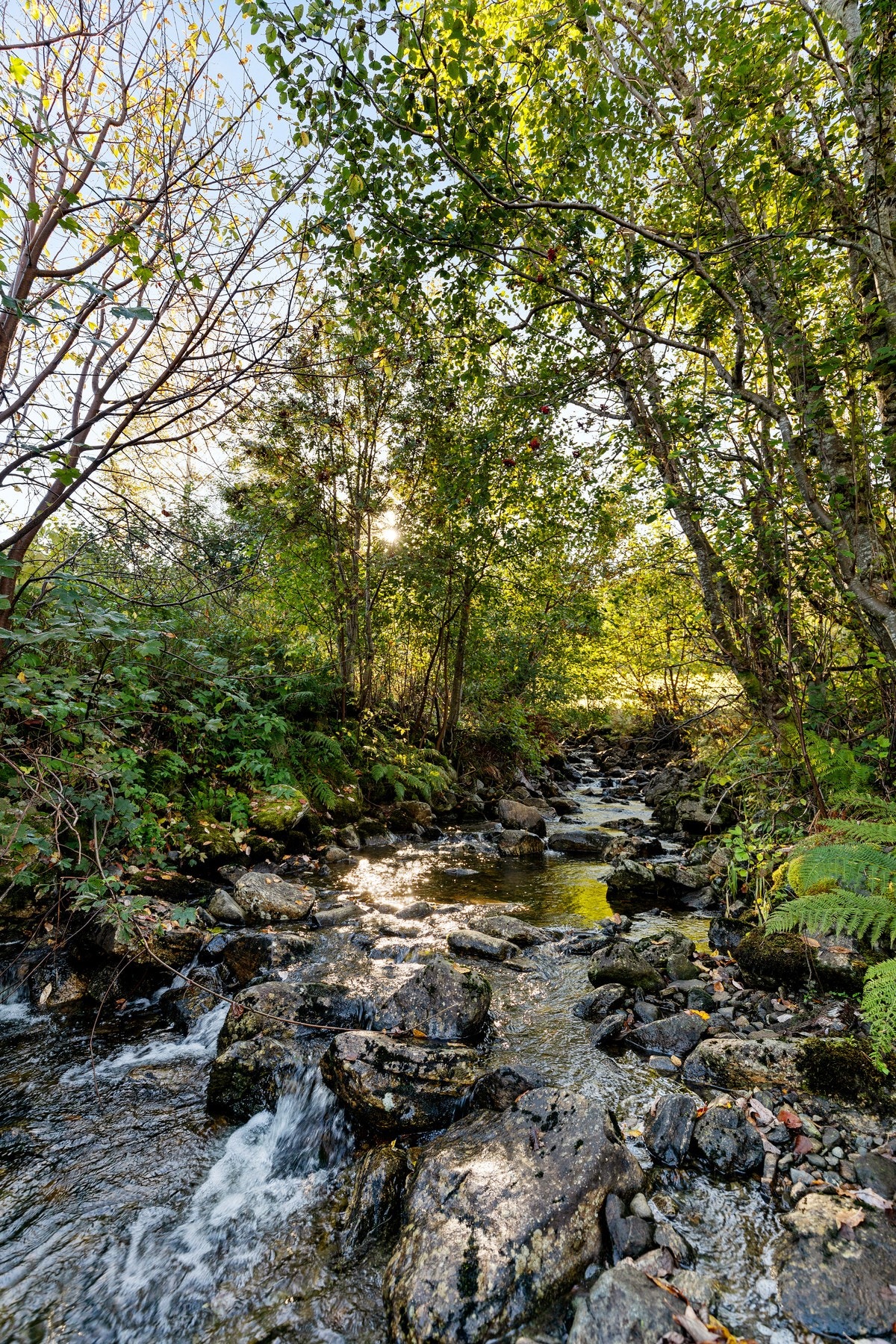 Vann kan du hente i bekken som renner like ved. Galleribilde