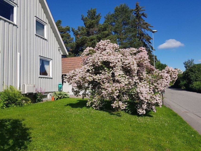 Selgers private bilder fra eiendommen på sommerstid. Galleribilde