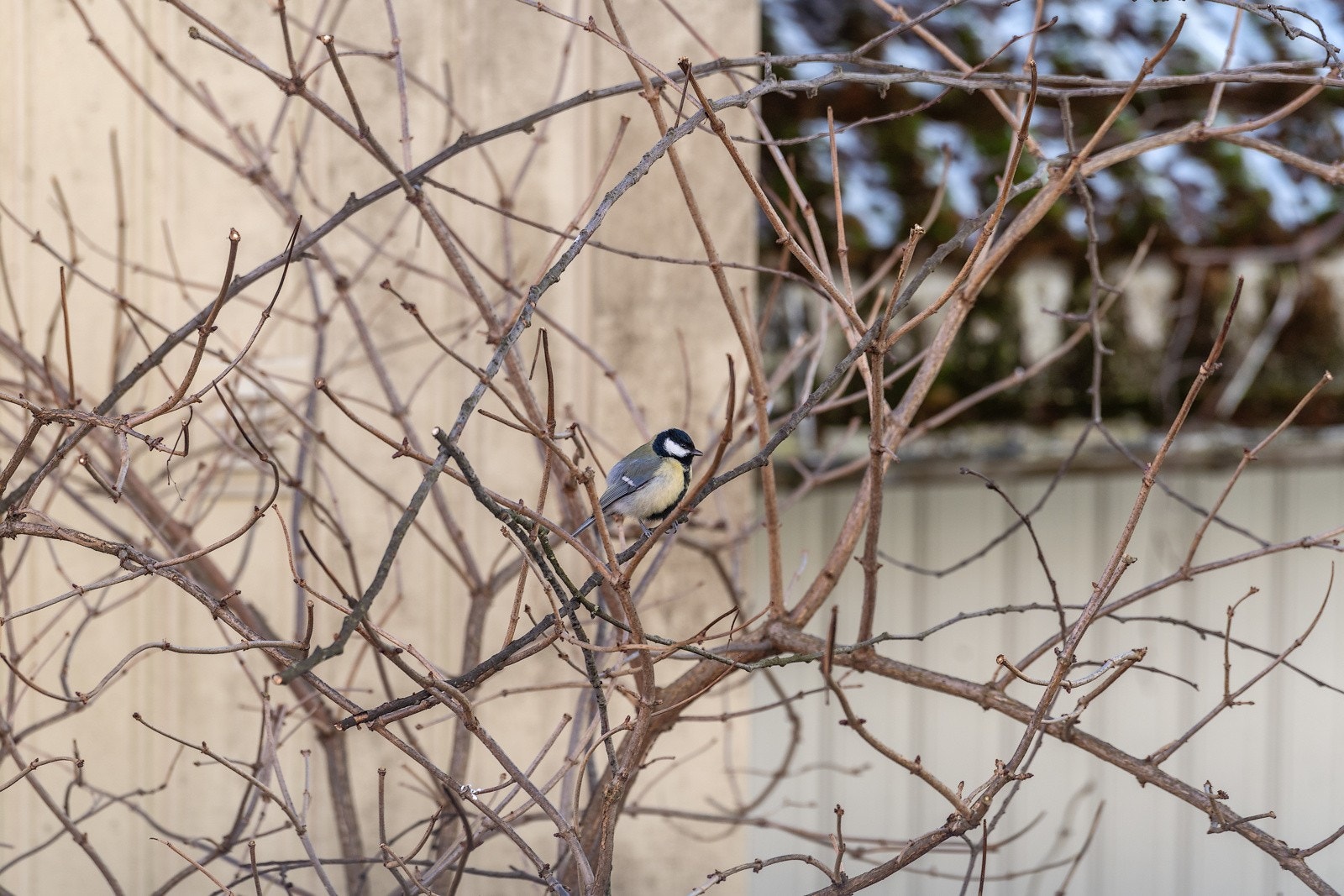 Trivsel Galleribilde