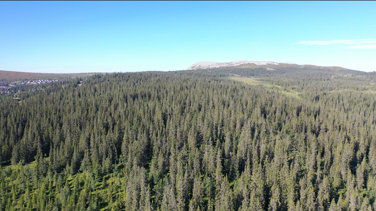 Slide34 Galleribilde