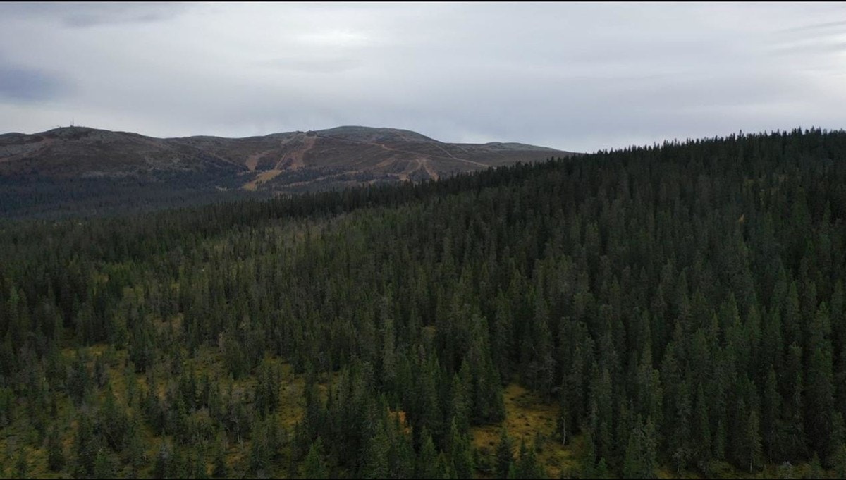 Mot_Trysilfjellet_fra_Øst Galleribilde