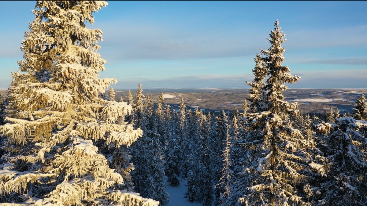 Mot_Sverige Galleribilde