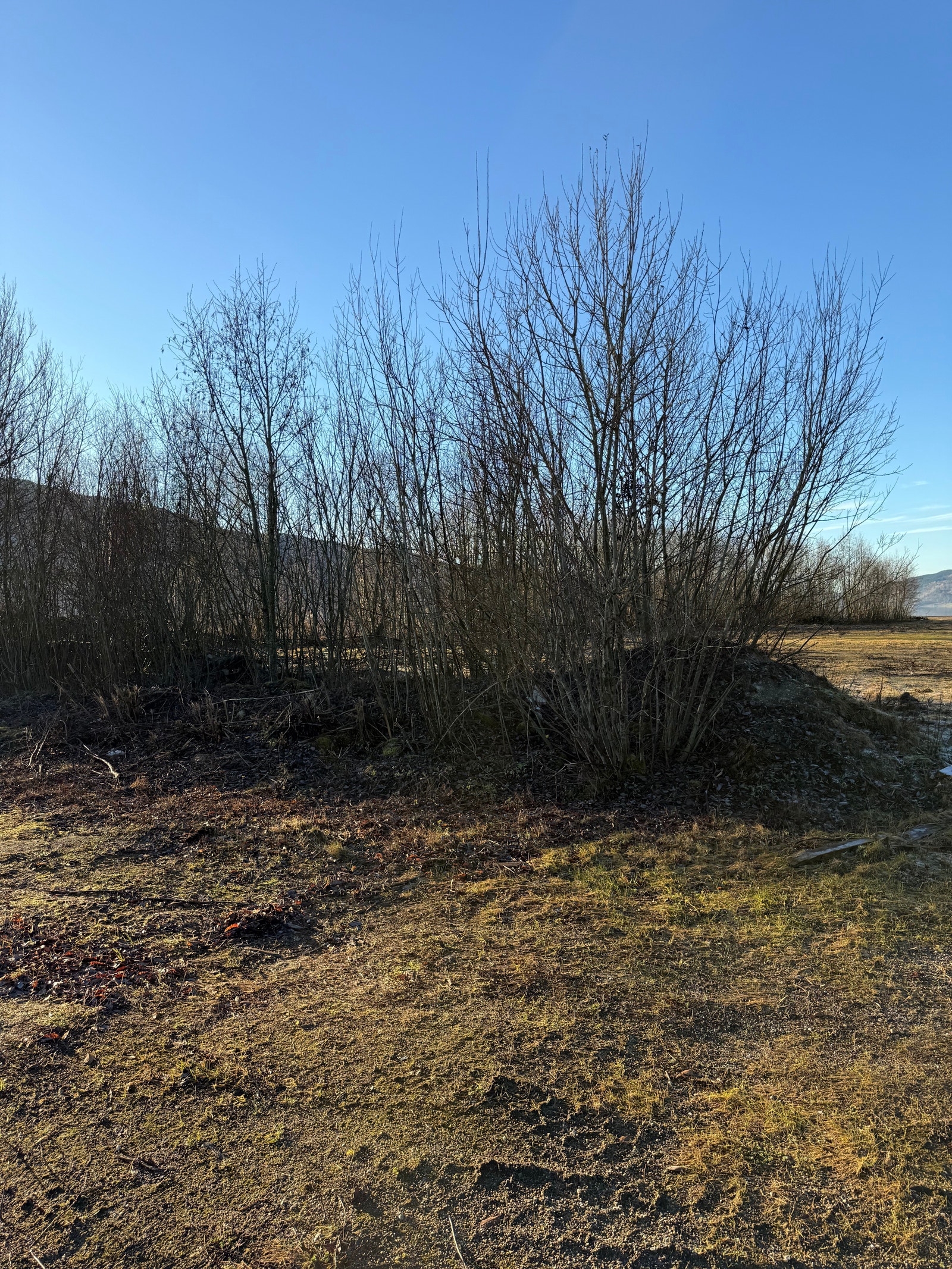 Fra øst Galleribilde