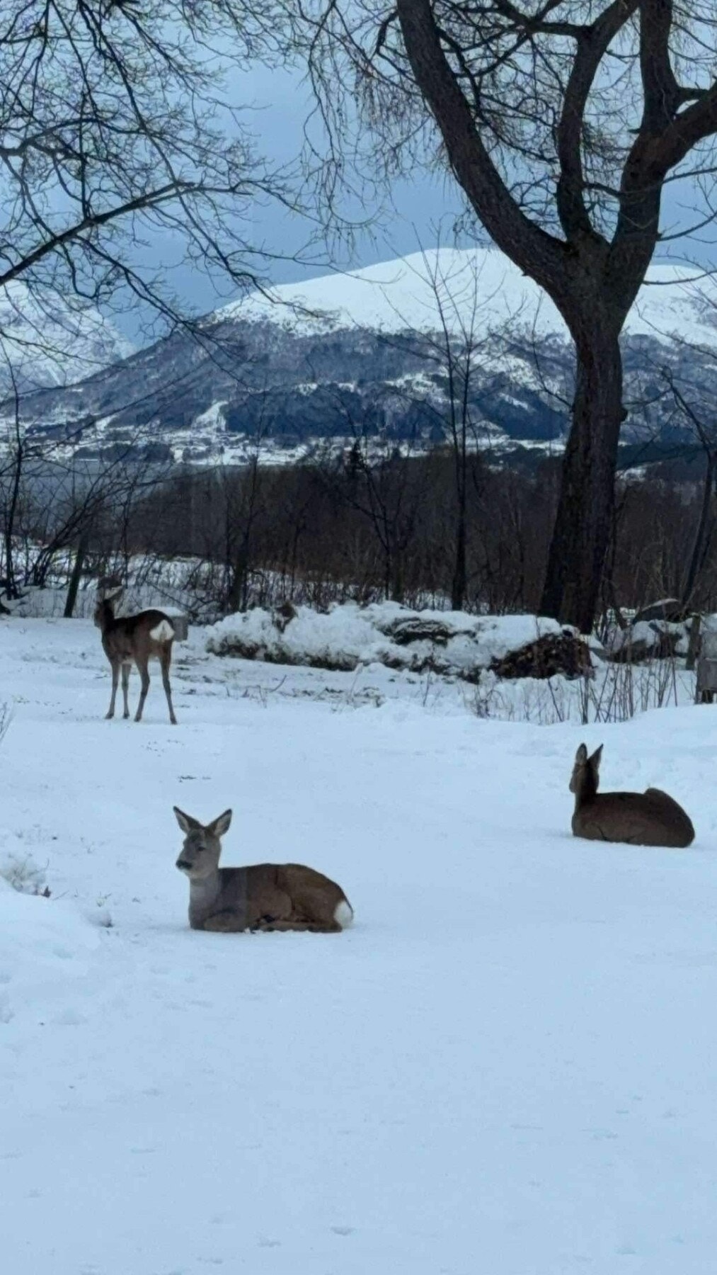 Rådyr på tunet en vinterdag. Galleribilde