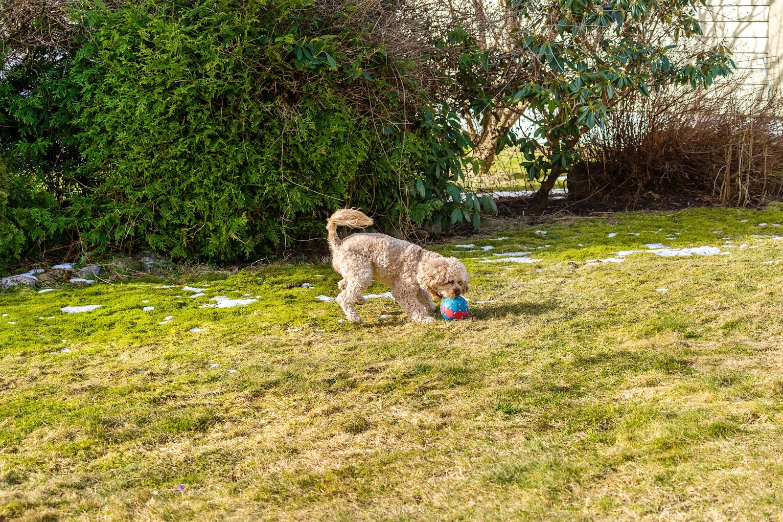 Hagen er inngerdet - Perfekt for hund og barn Galleribilde