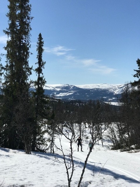 Selgers bilde Galleribilde