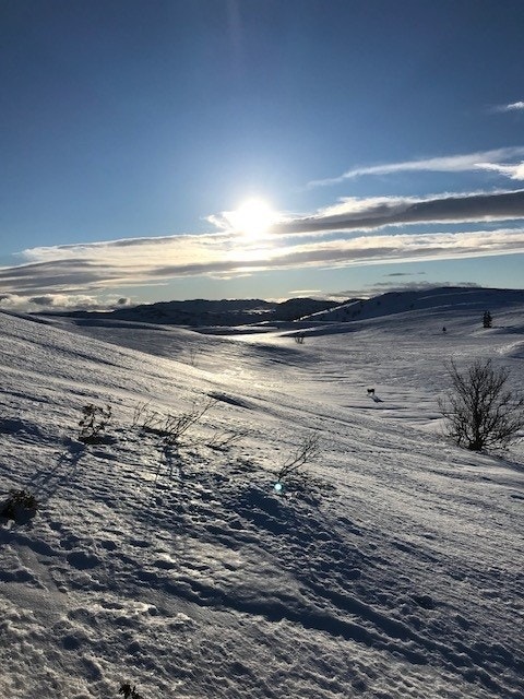 Selgers bilde Galleribilde