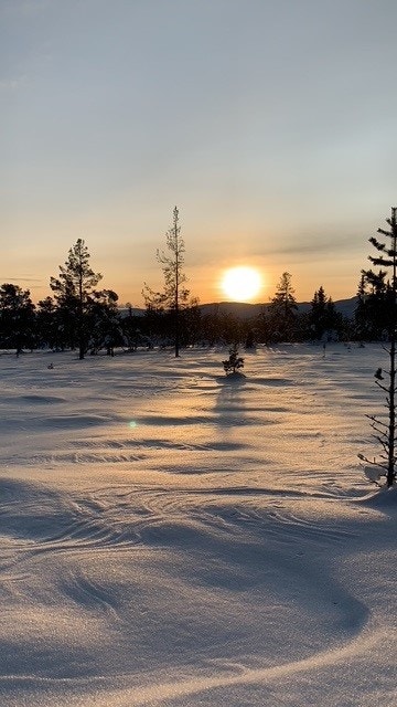 Selgers bilde Galleribilde