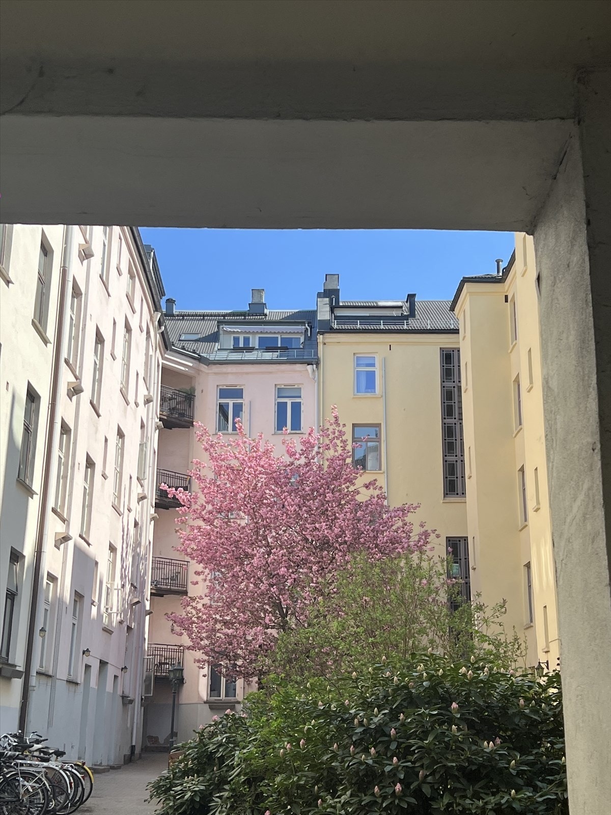 Svært fin bakgård med kirksebærtre og sykkelparkering Galleribilde