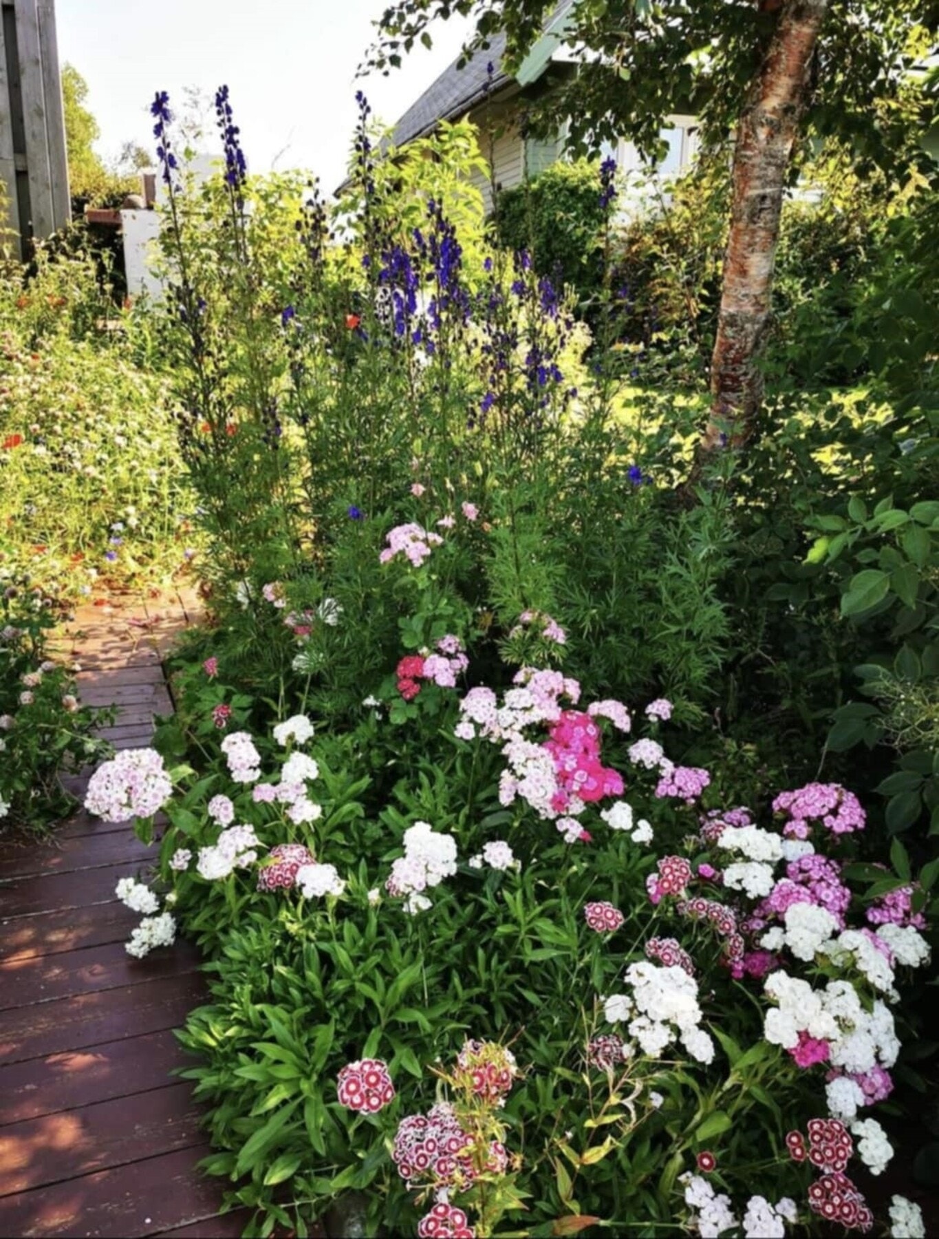 Blomsterbed. Galleribilde