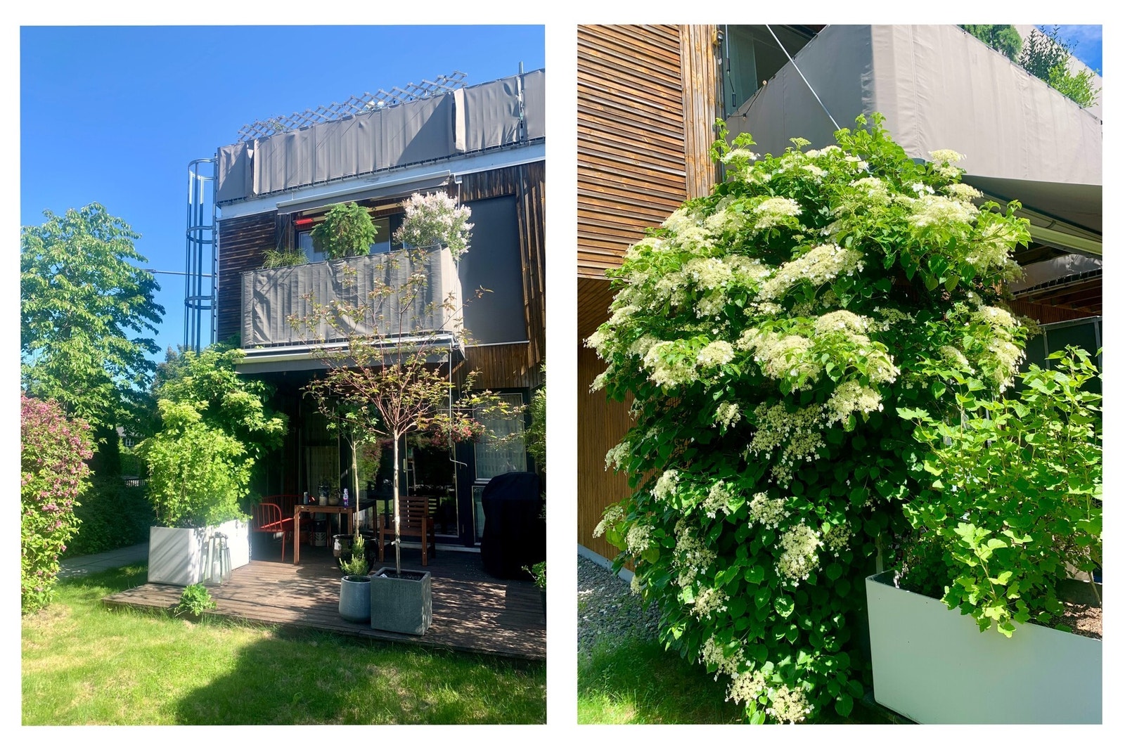 Selgers bilde fra midtsommers. Galleribilde