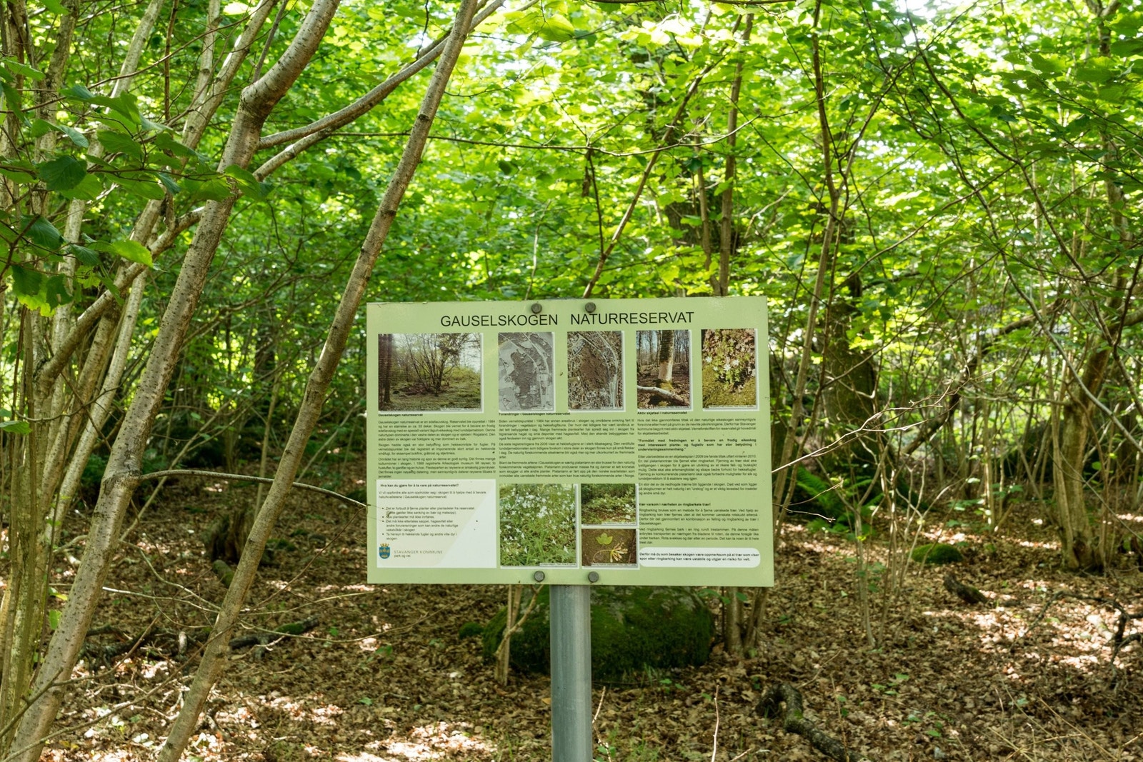 Gauselskogen få meter unna leiligheten. Fredet skogsområde som betyr at det ikke vil være utbygging i dette området, Øst/Nord-Østlig retning for leiligheten. Galleribilde