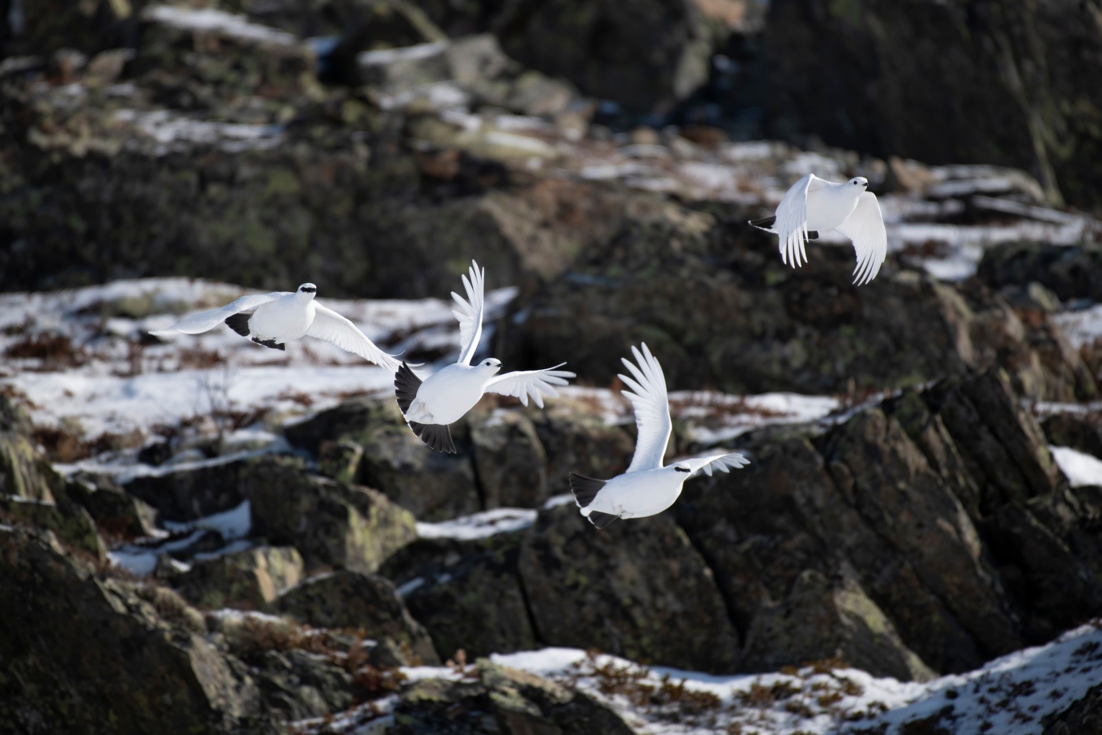 Ryper på eget terreng - rett ut fra hytta. Galleribilde