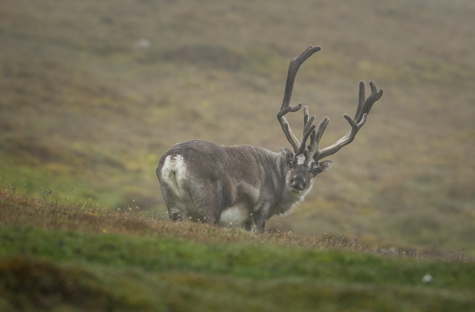 Reinsdyr kan man jakte direkte ut fra hytta. Galleribilde