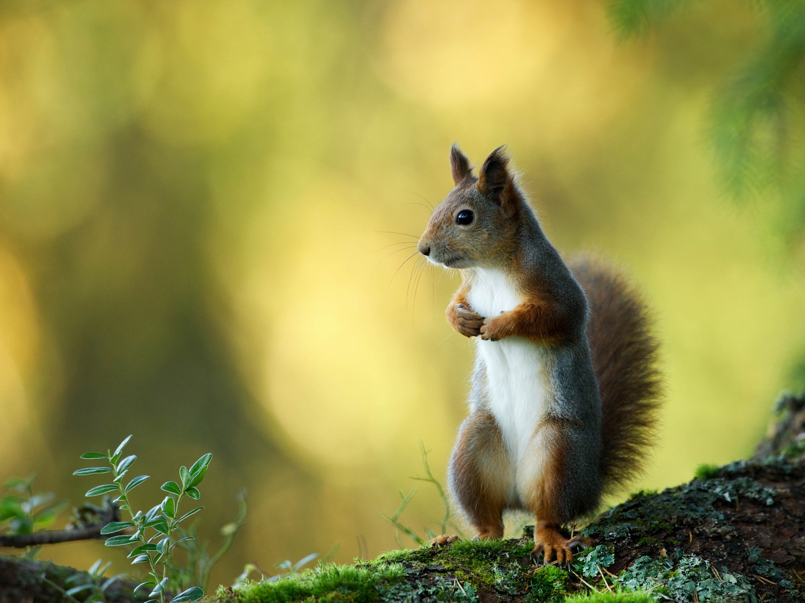 Nøtteliten kan være sjarmerende for de små. Galleribilde