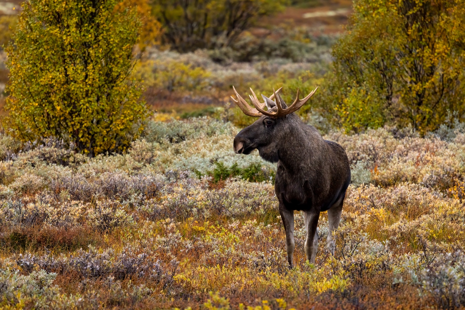 Elgjakt på eget terreng. Kvote fra år til år. Stor okse og kalv i 2025.. Galleribilde