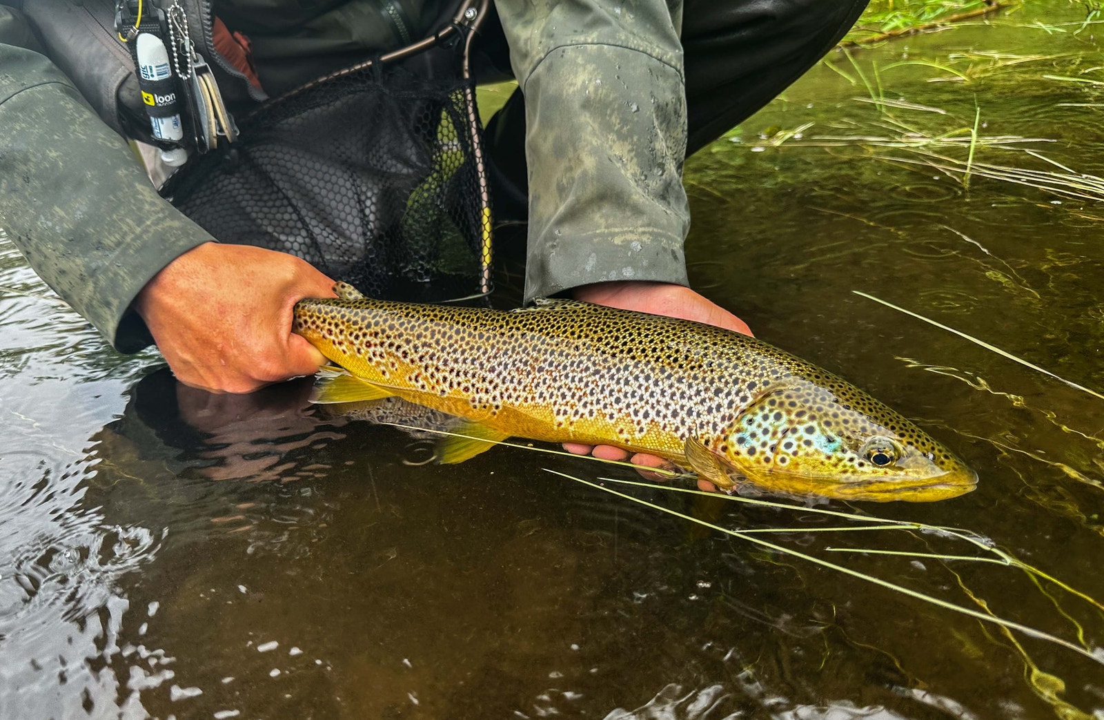 Trytjønna byr på stor og fin ørret. Galleribilde