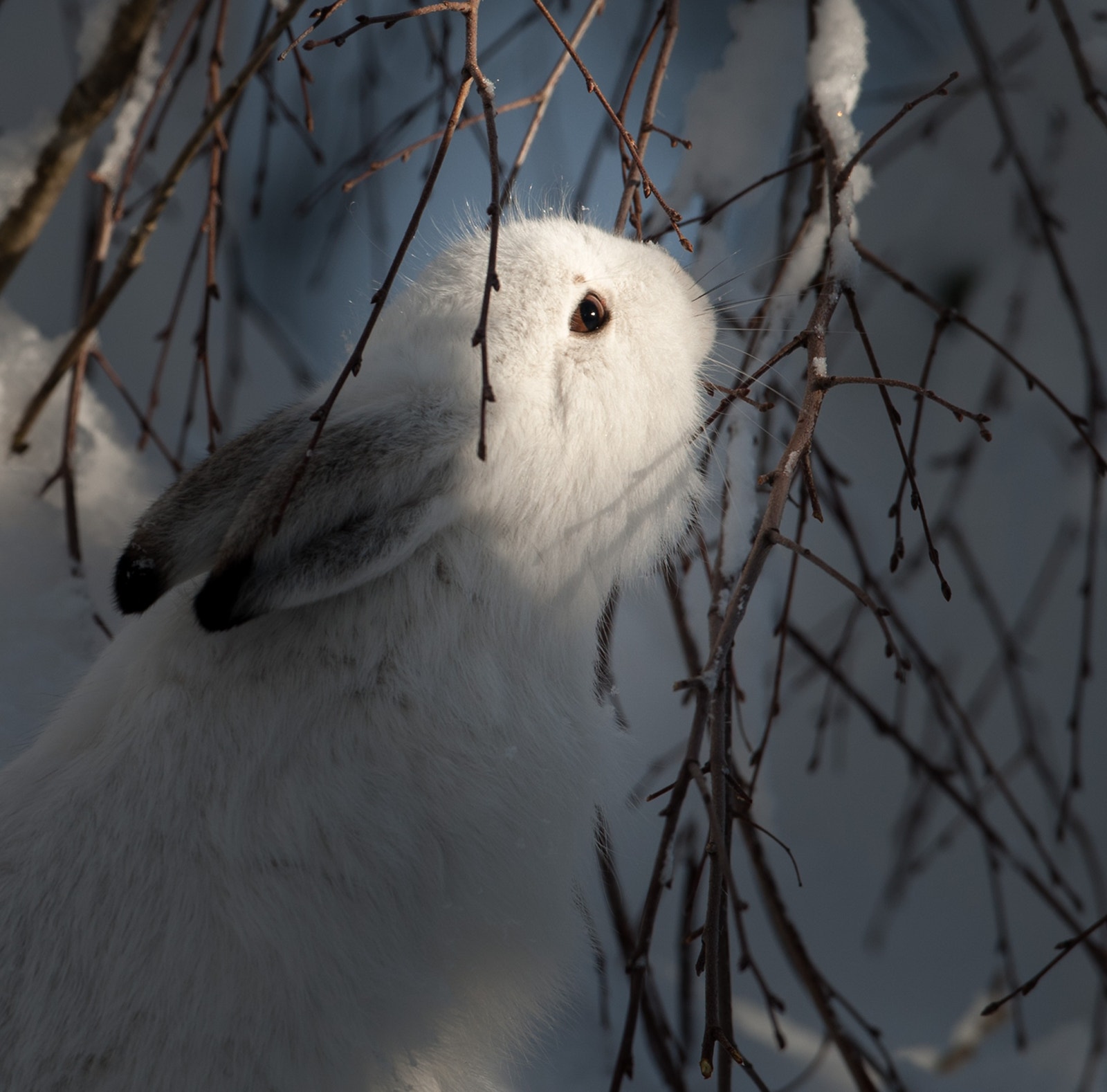 Haren er ofte på besøke og beiter ved hytta. Galleribilde