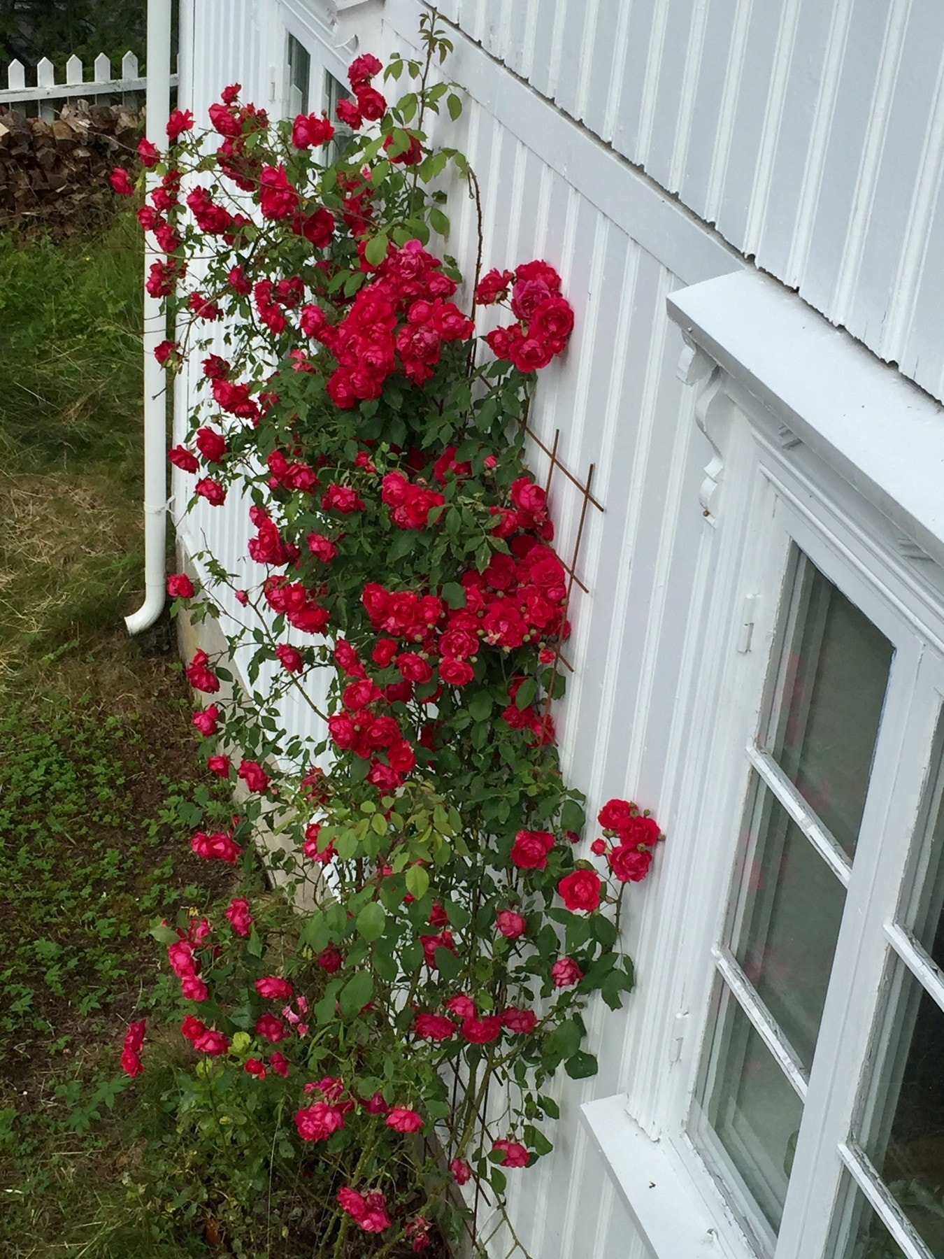 Hagen byr på frodig beplanting. Galleribilde