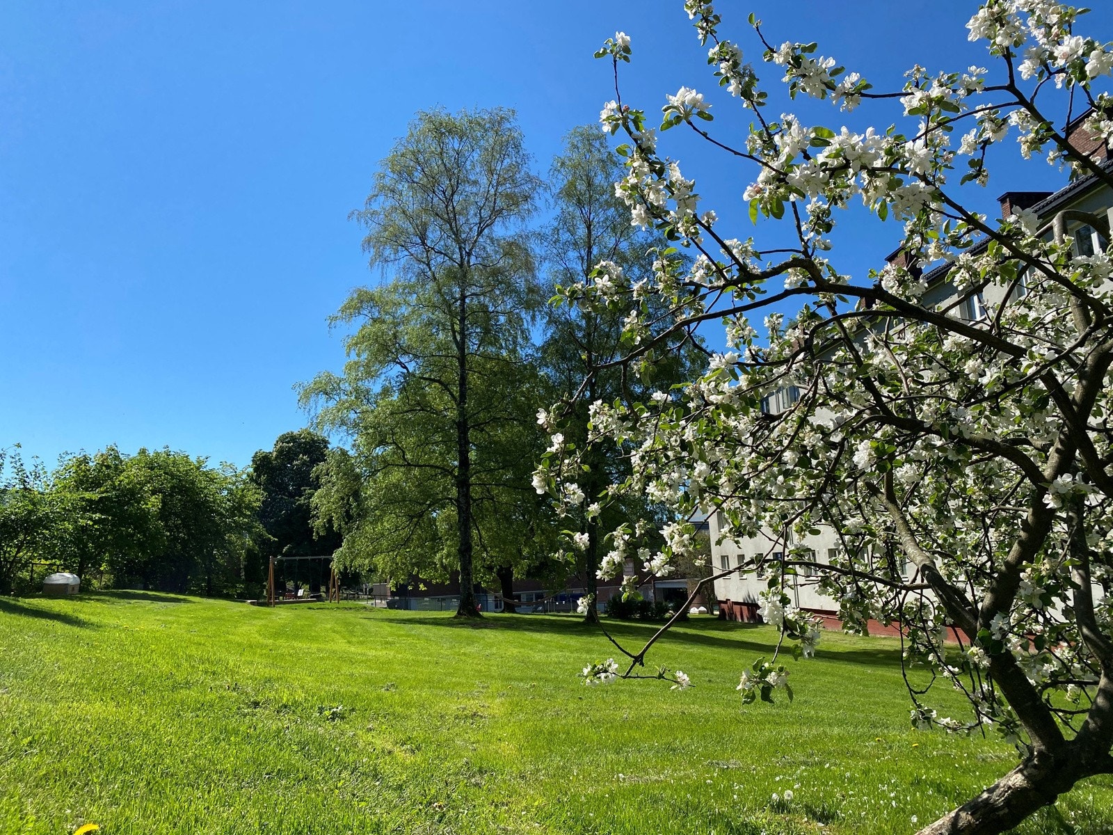 Borettslagets idylliske bakhage på sommerstid. På høsten kan man plukke både epler og plommer fra trærne som står plassert rett utenfor soveromsvinduet til leiligheten! Galleribilde