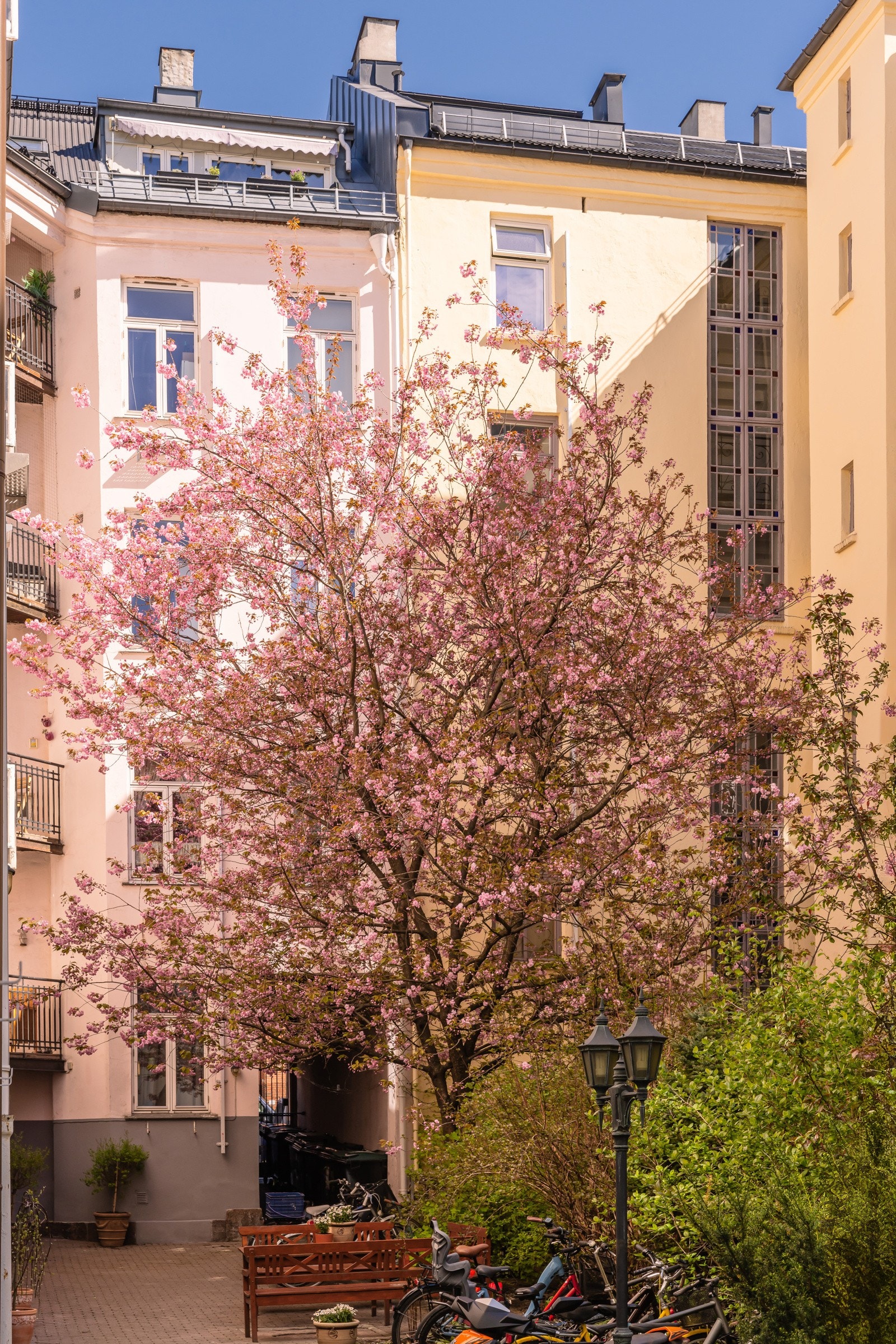 Det blomstrer fantastisk i gårdsrommet på vår- og sommerstid. Galleribilde