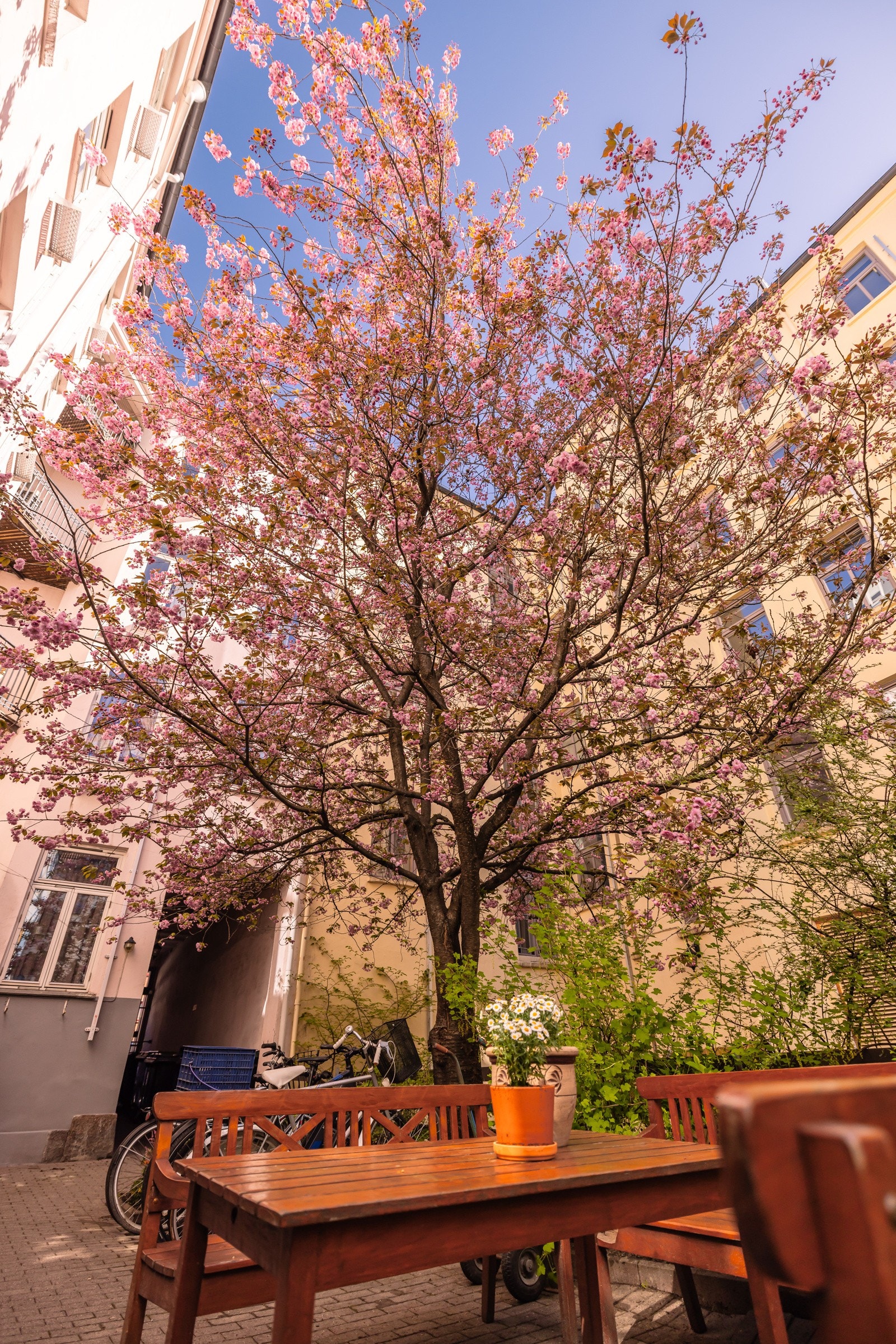 Felles gårdsrom. Galleribilde