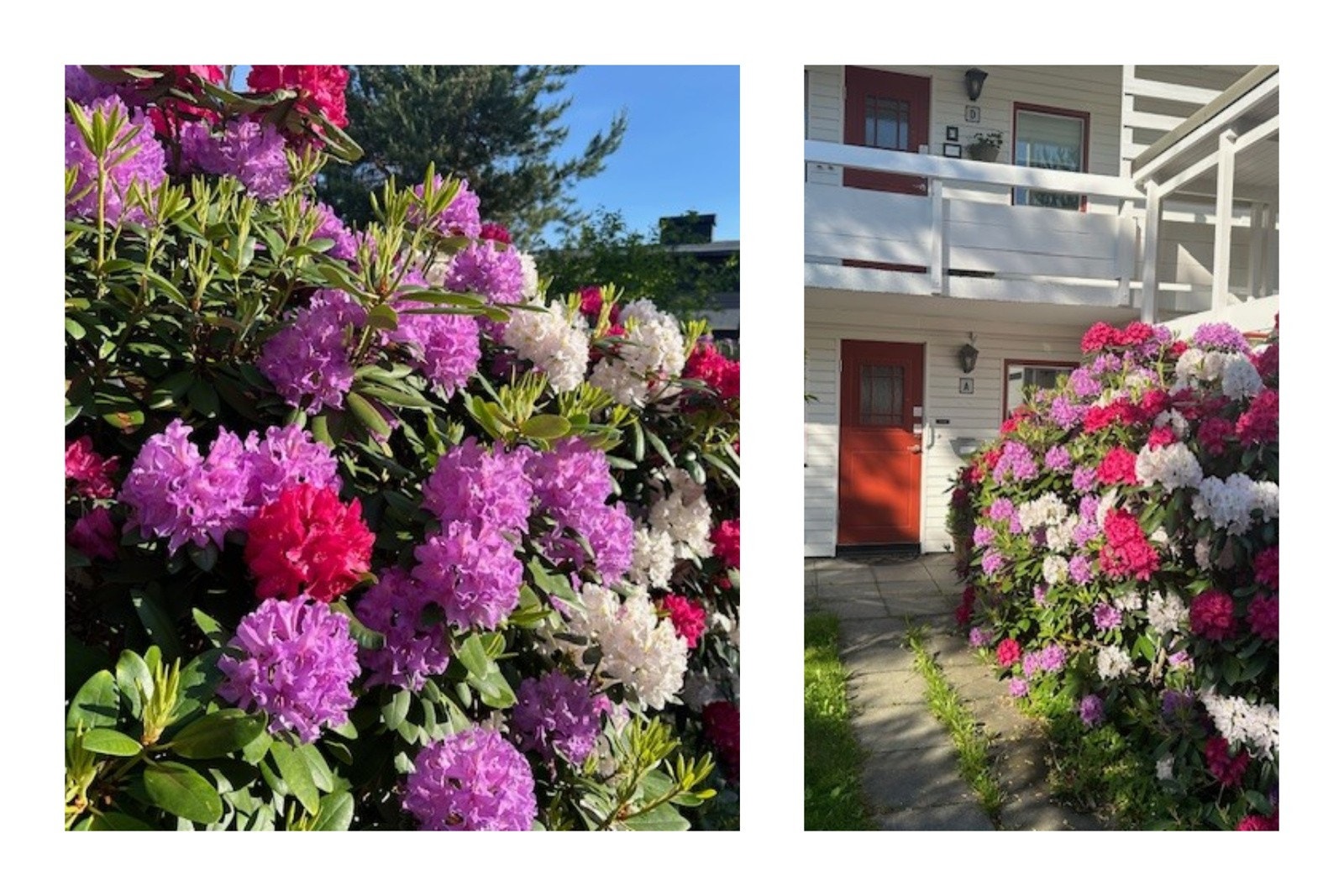 Fargerik og frodig beplantning i hagen Galleribilde