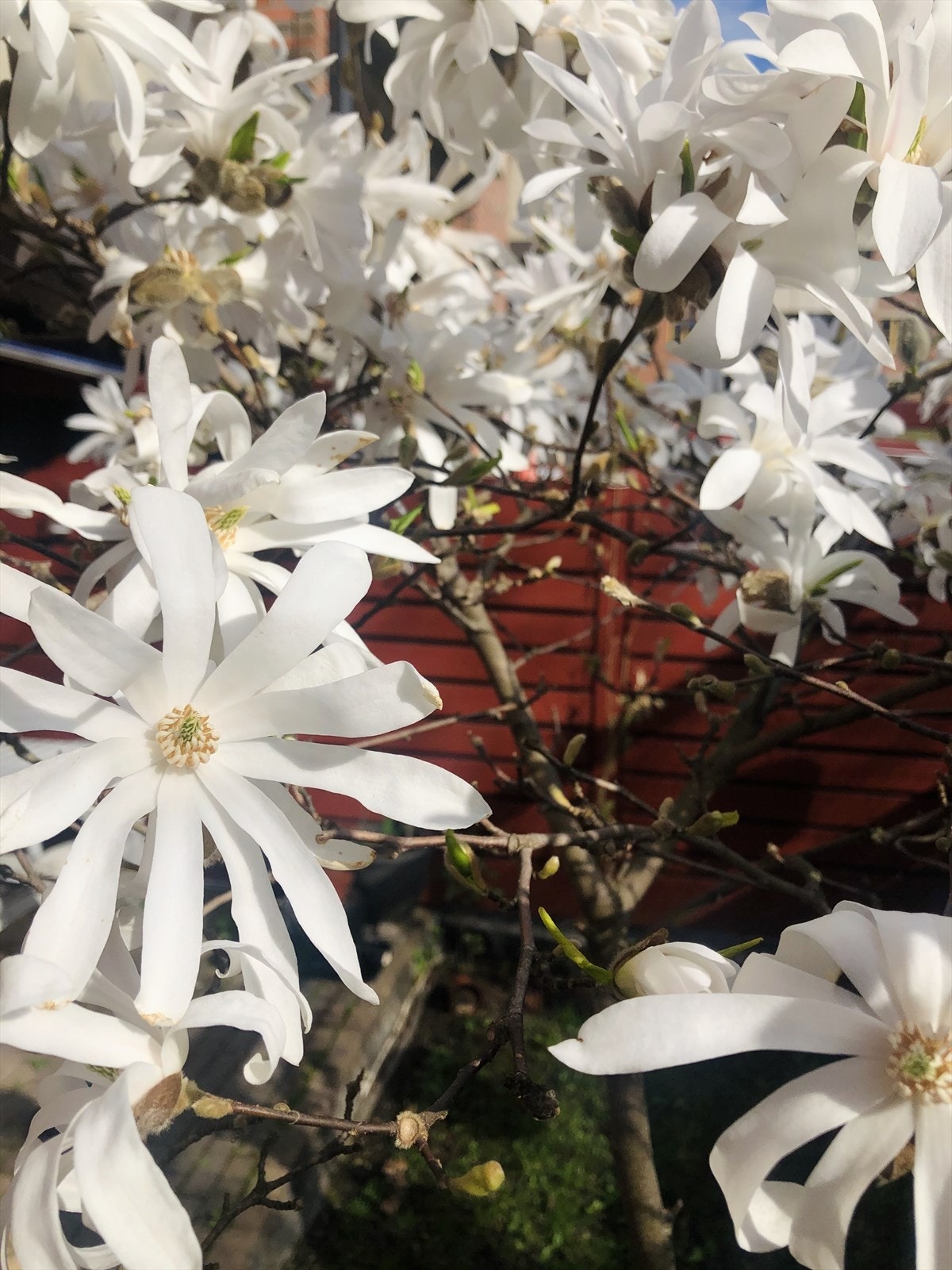 Et sikkert vårtegn er når hagens egen magnolia slår ut i blomst Galleribilde