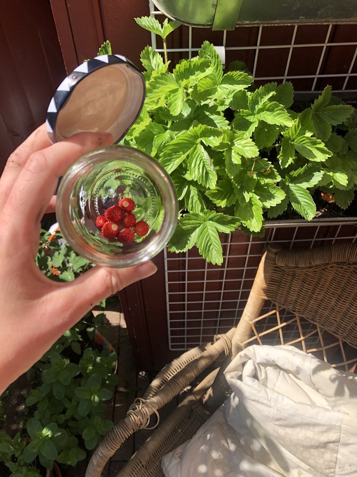 Blir det bedre enn markjordbær i egen hage? Galleribilde