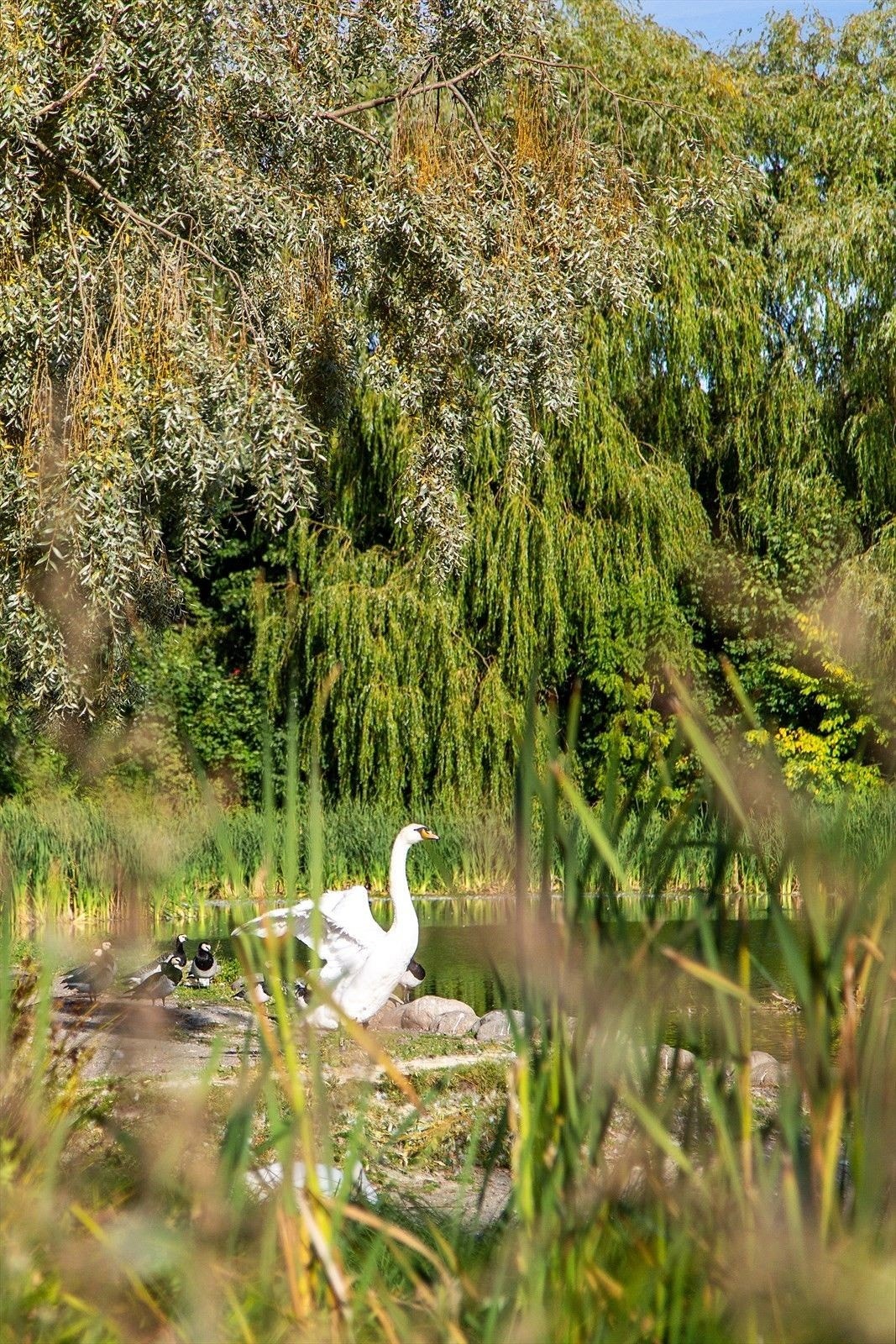Oppdag Hovindammen - en idyllisk oase midt i Oslo, perfekt for avslapning og naturopplevelser. Galleribilde