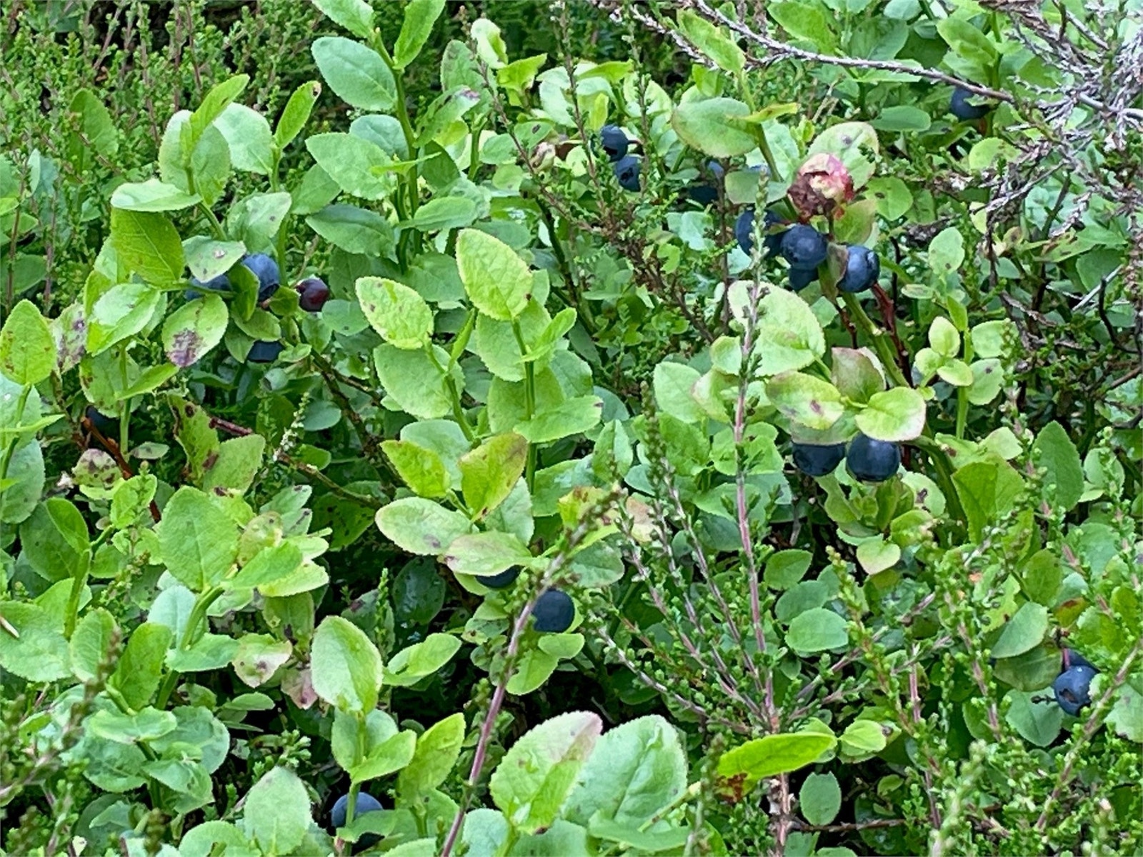 Säljarens sommarbild Galleribilde