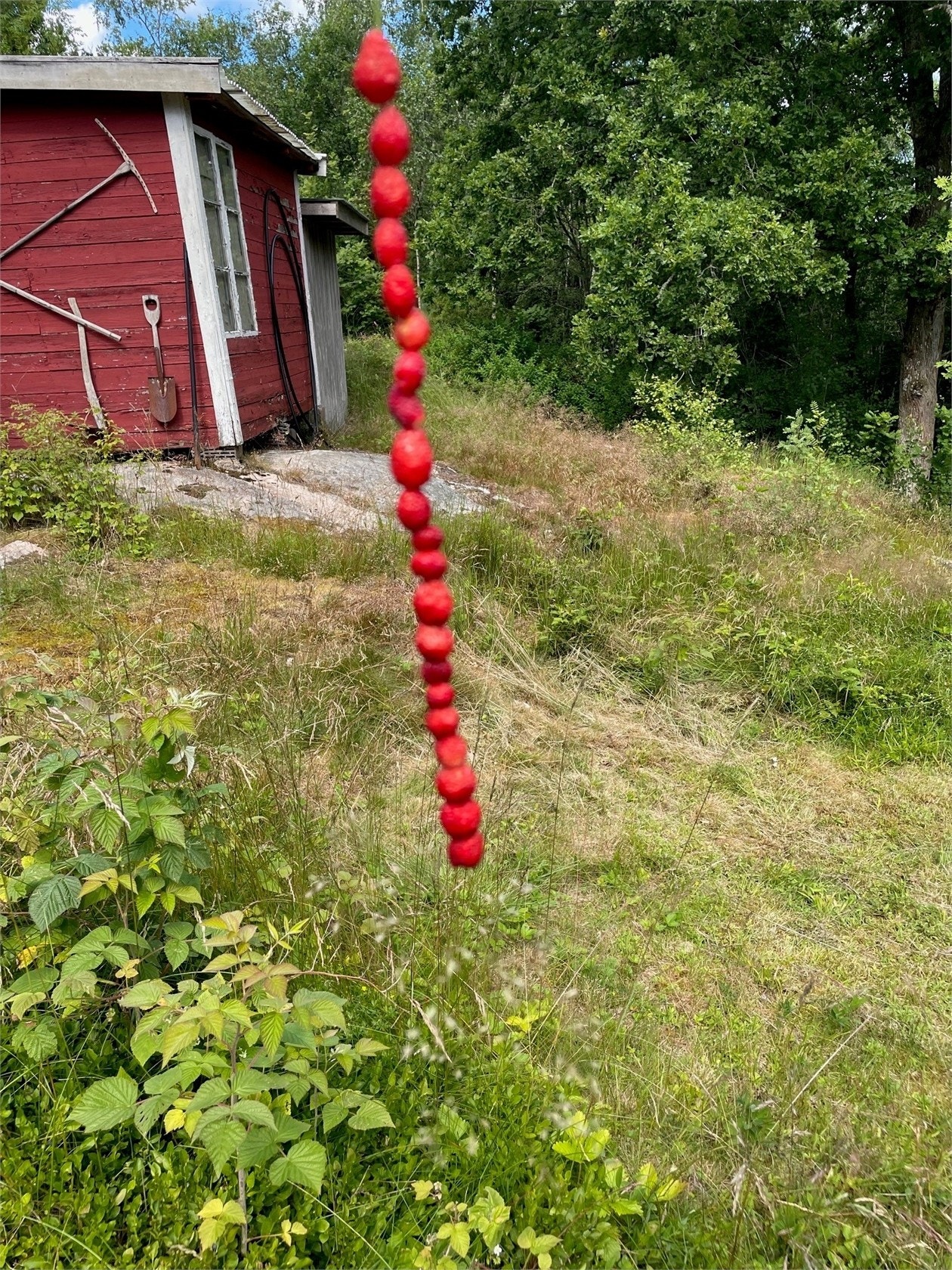 Säljarens sommarbild Galleribilde